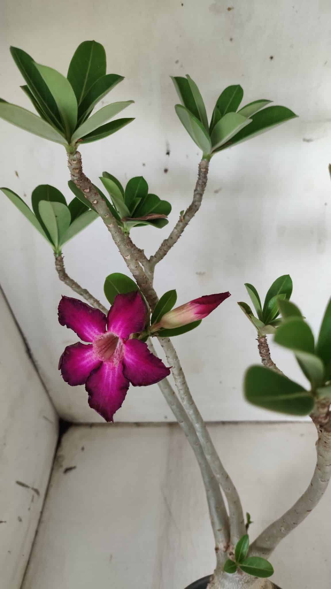 Planta Simples 2842  – 40cm – 03 anos