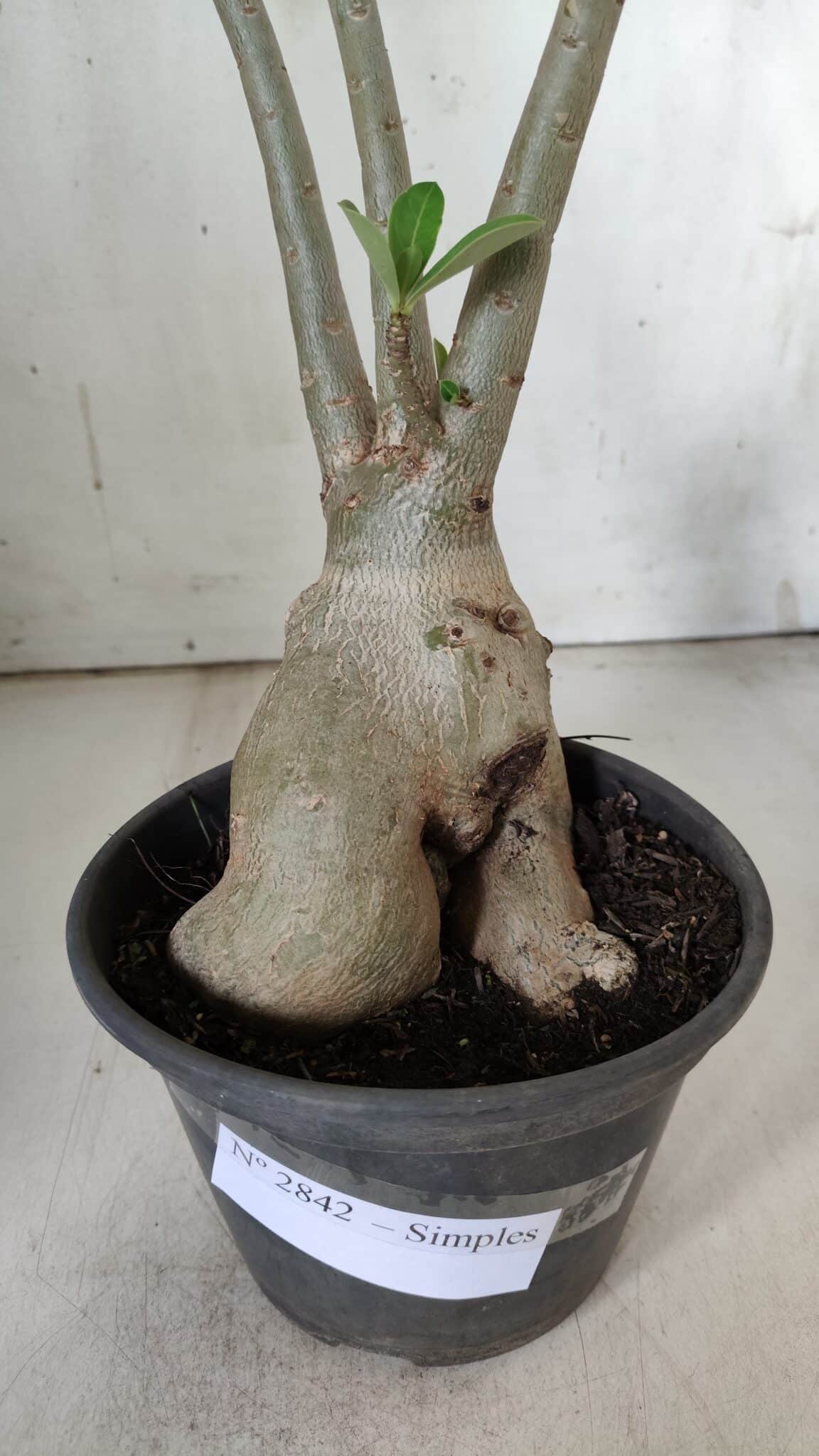 Planta Simples 2842  – 40cm – 03 anos