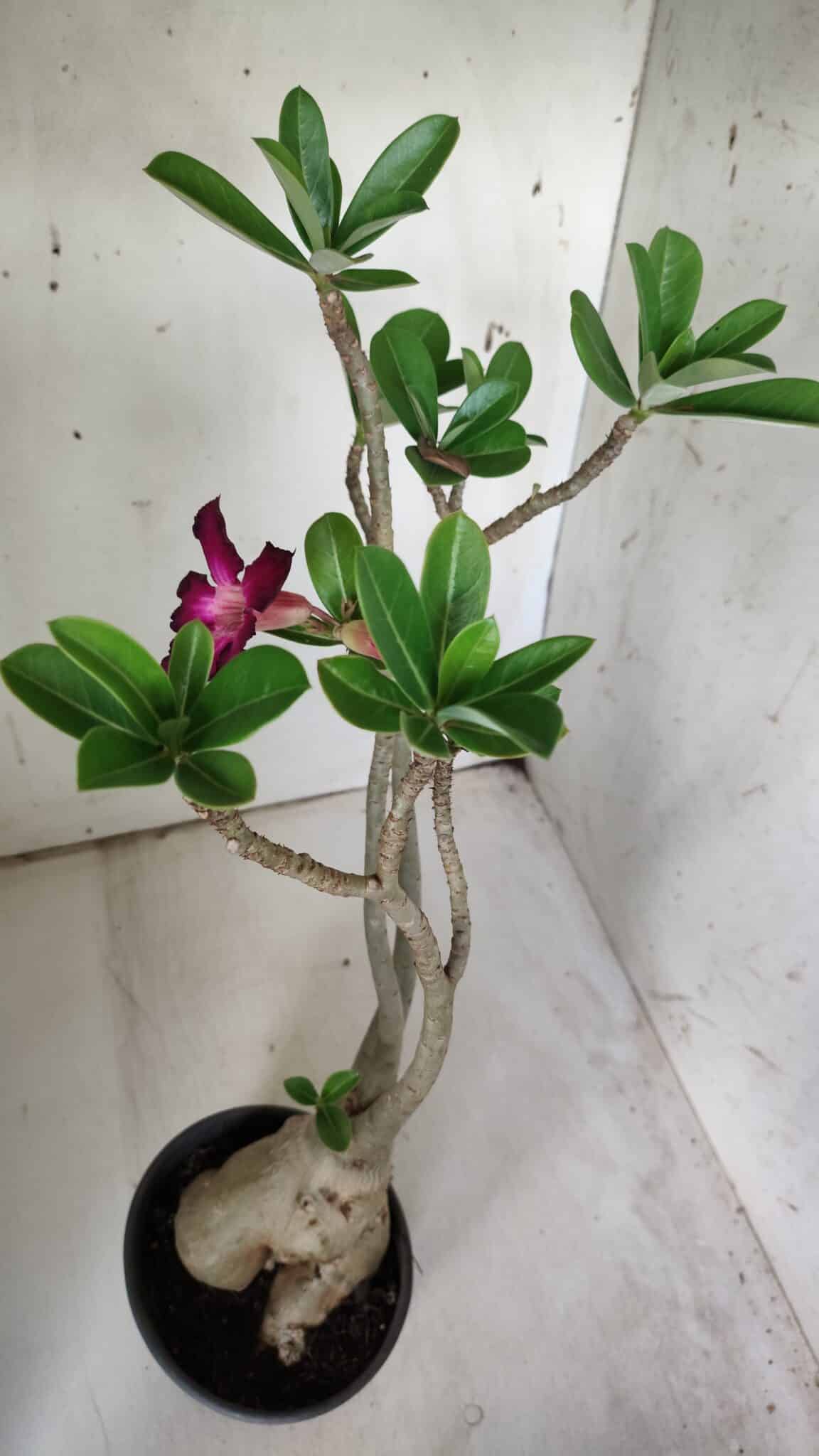 Planta Simples 2842  – 40cm – 03 anos