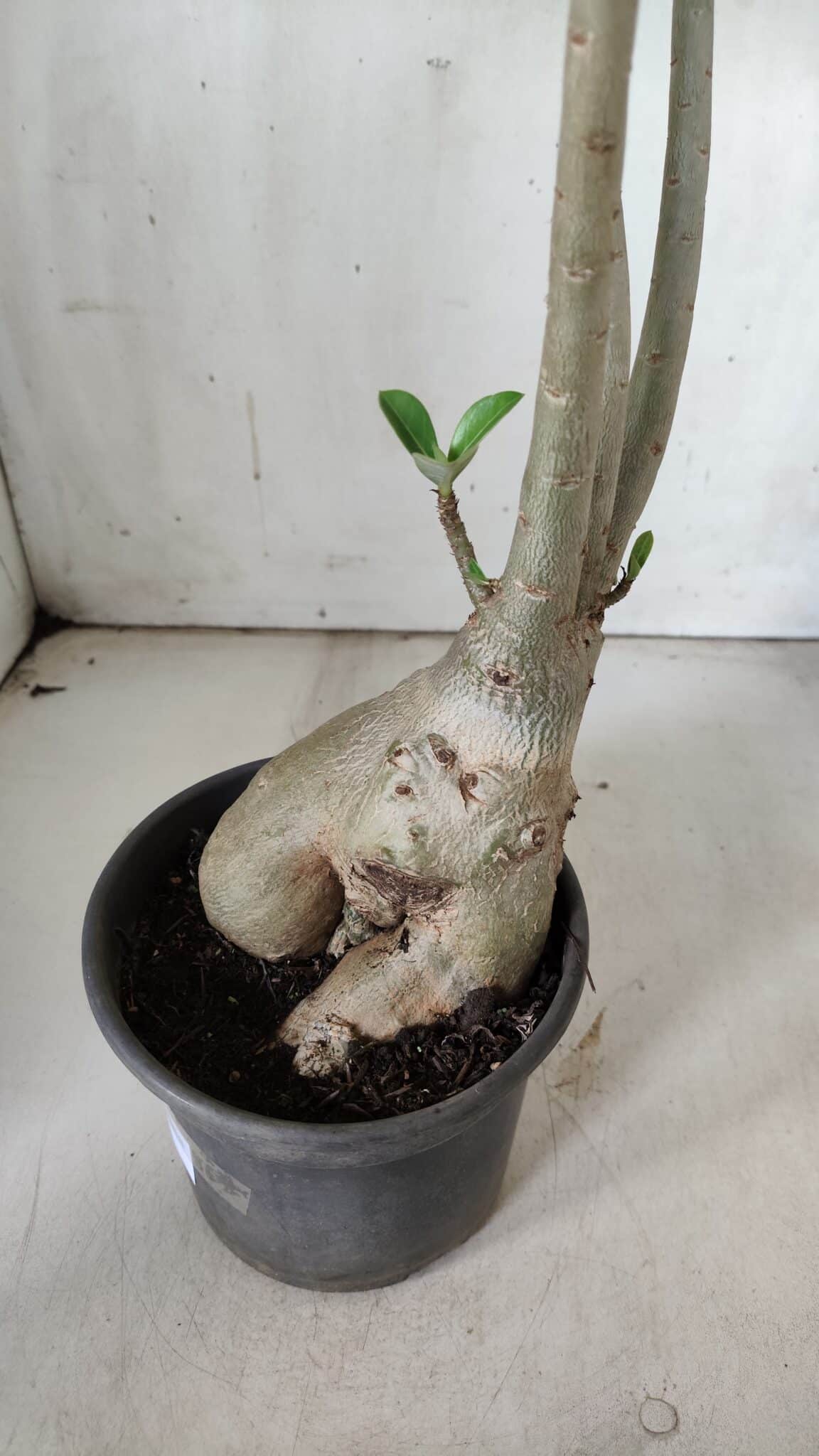Planta Simples 2842  – 40cm – 03 anos