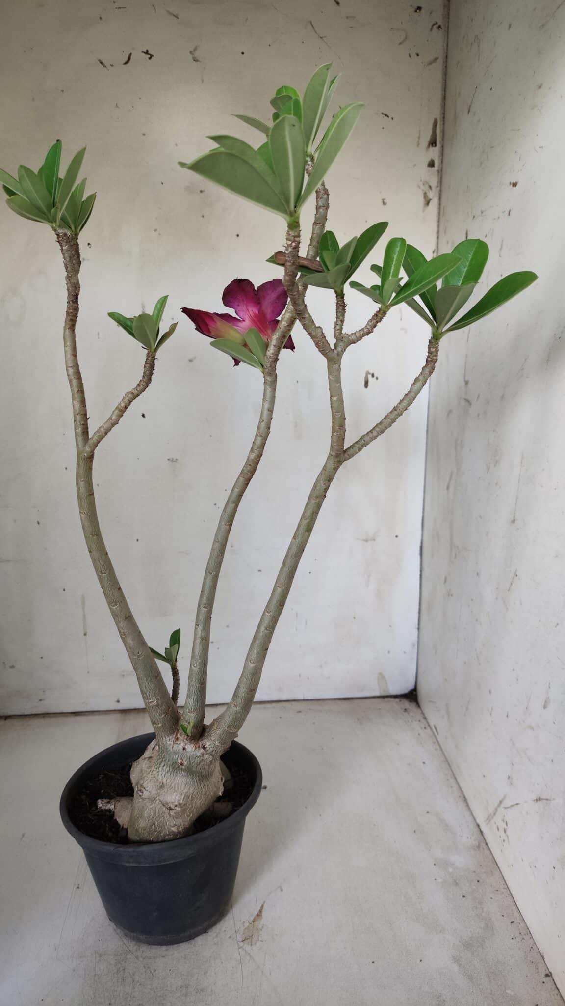 Planta Simples 2842  – 40cm – 03 anos