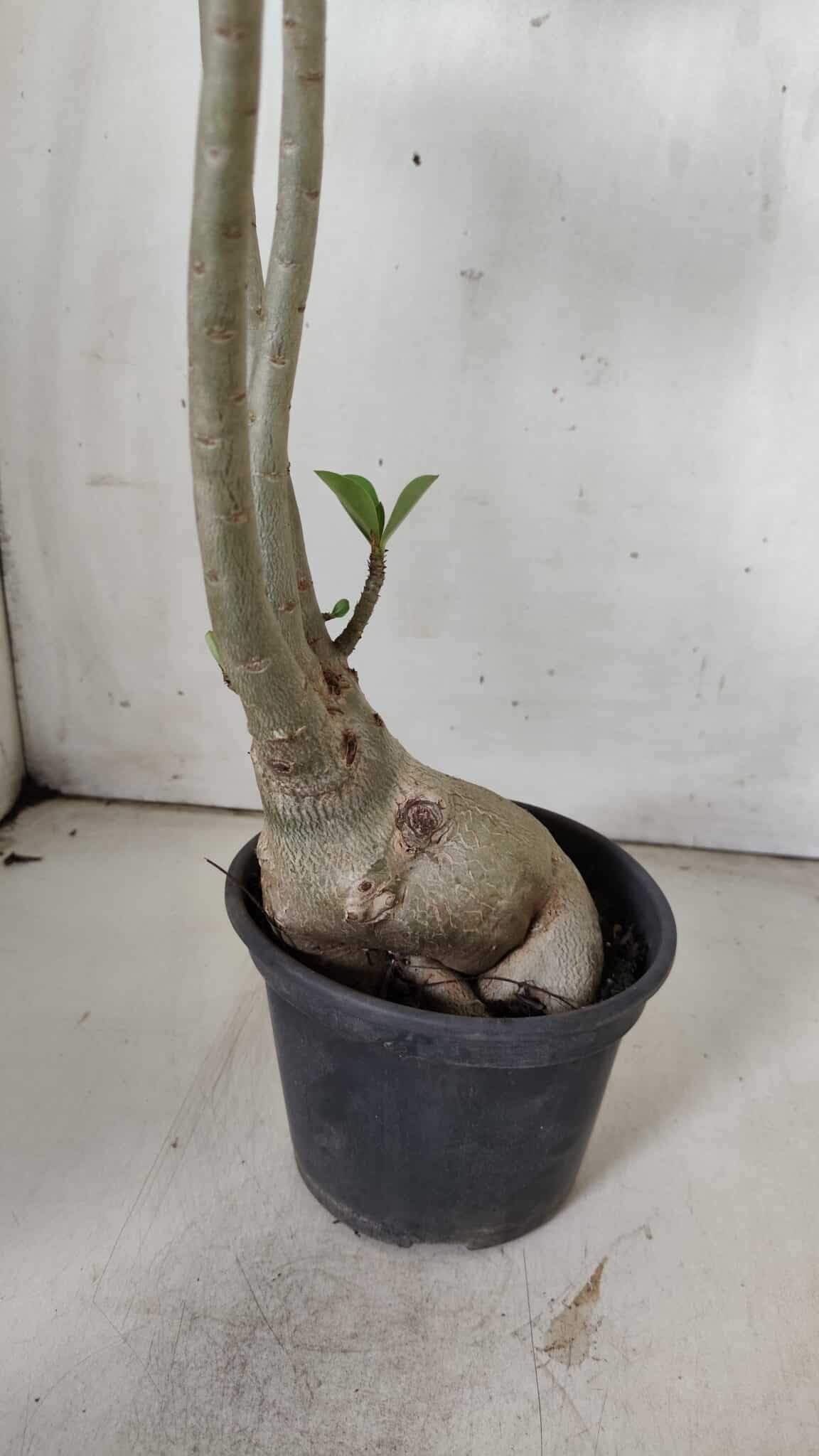 Planta Simples 2842  – 40cm – 03 anos