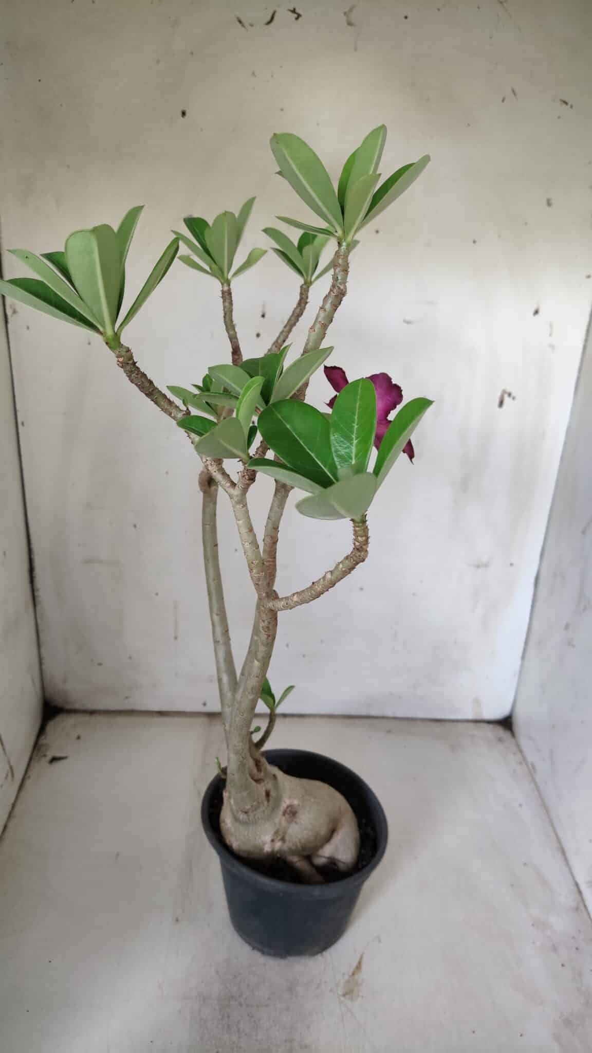 Planta Simples 2842  – 40cm – 03 anos