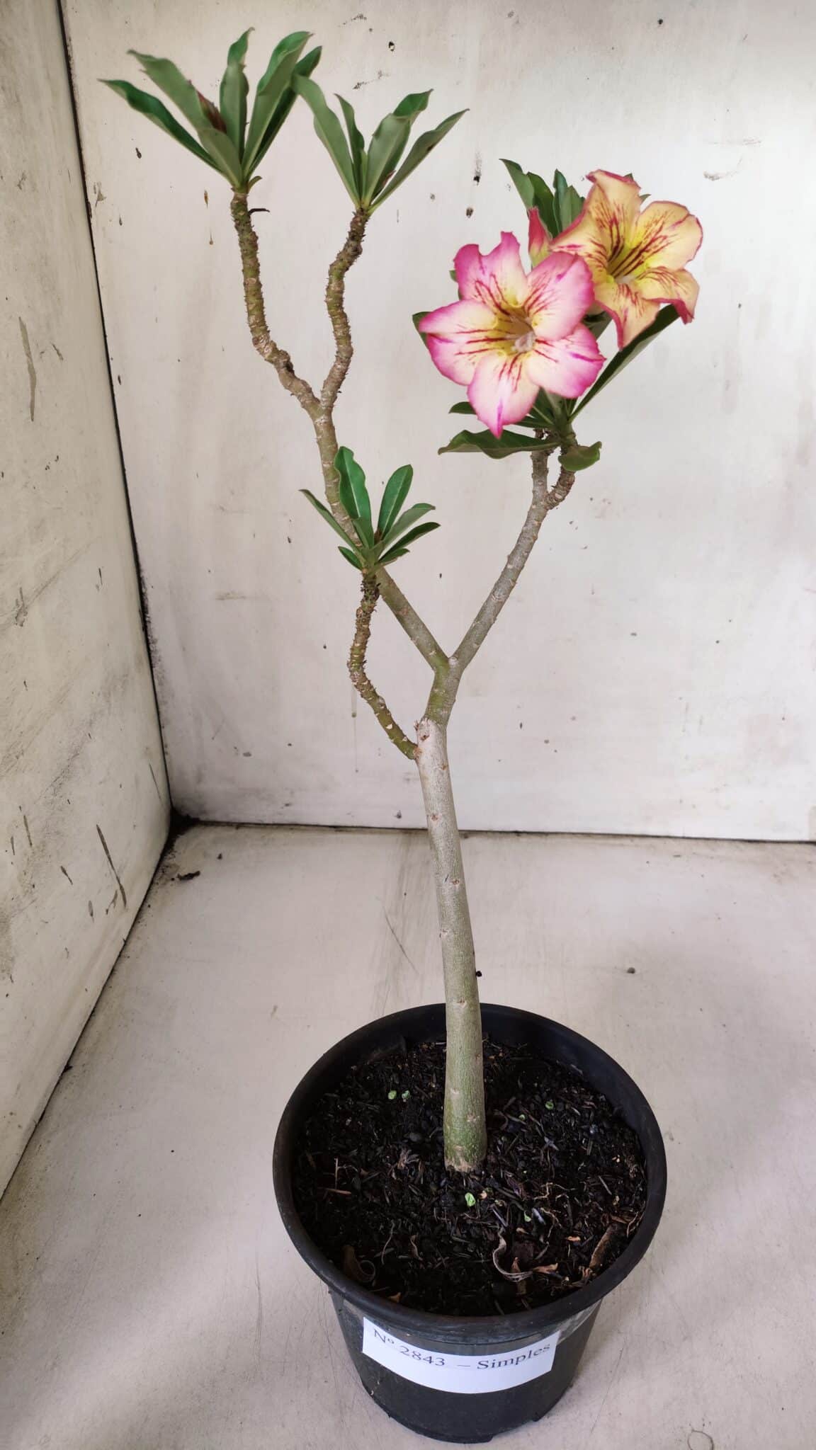 Planta Simples 2843  – 30cm – 02 anos