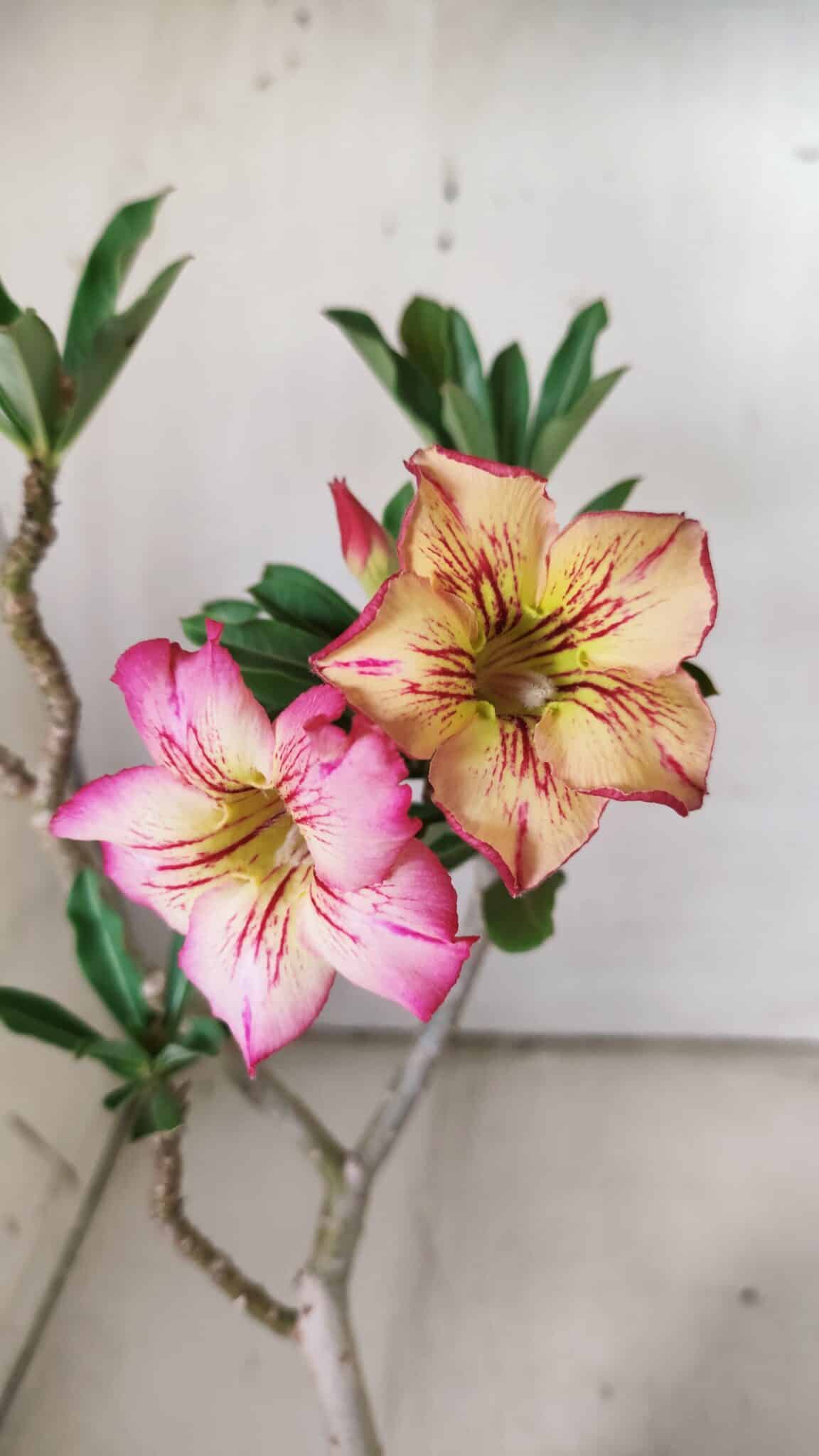 Planta Simples 2843  – 30cm – 02 anos