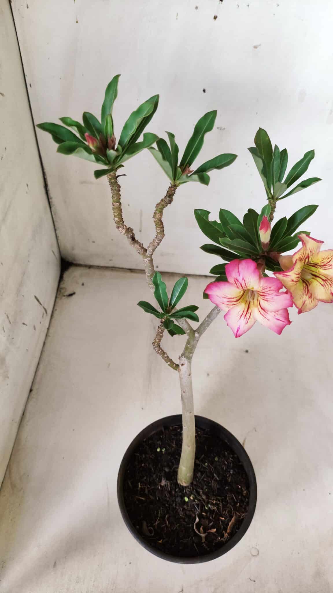 Planta Simples 2843  – 30cm – 02 anos