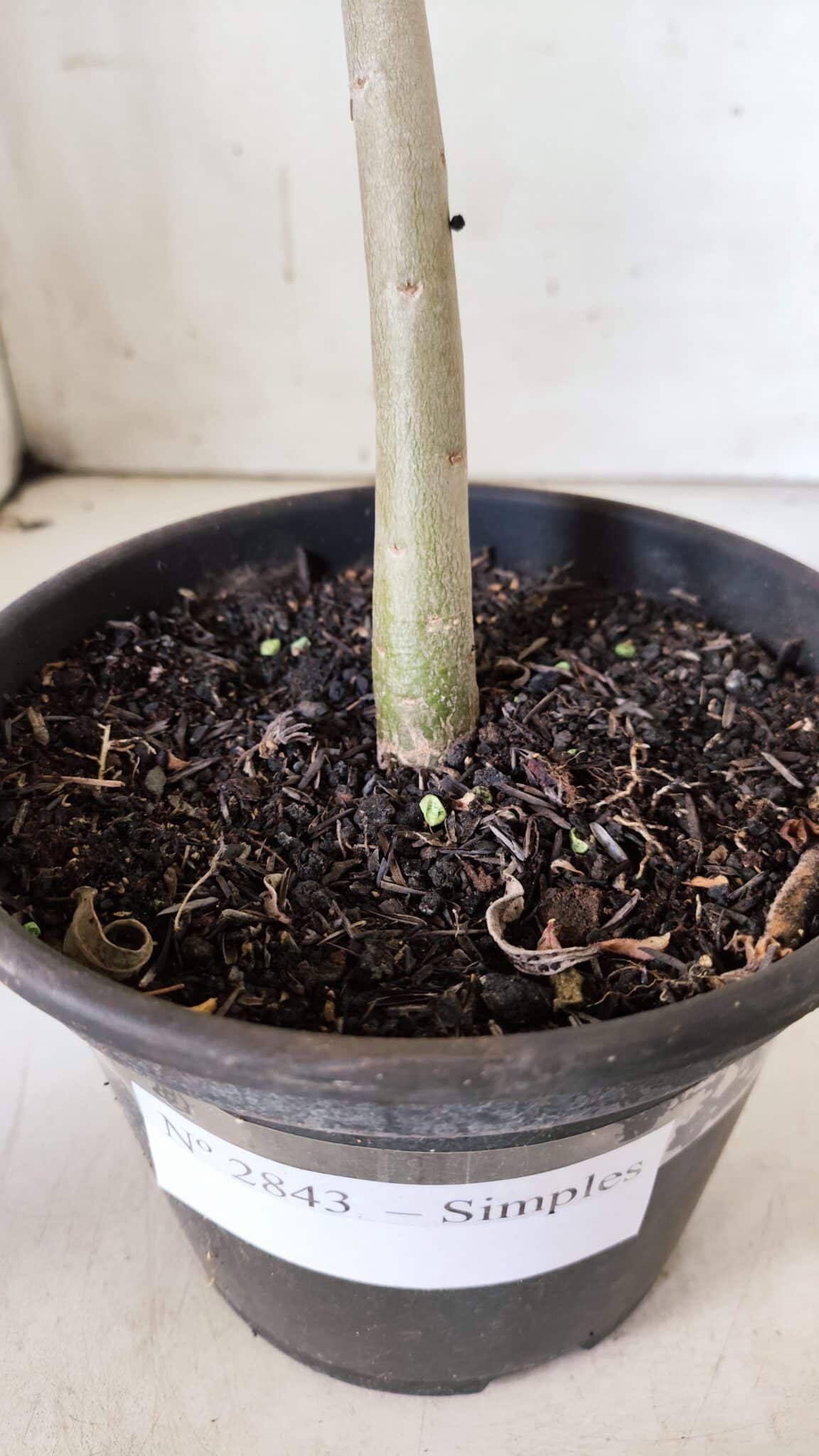 Planta Simples 2843  – 30cm – 02 anos