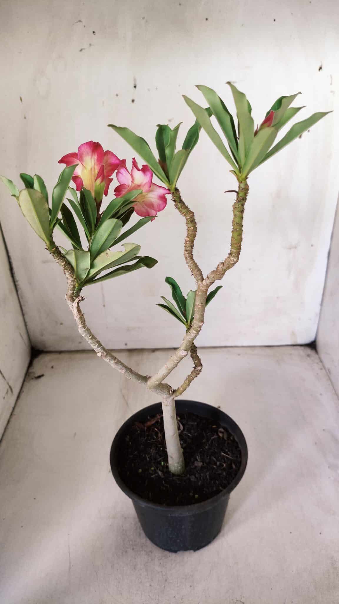 Planta Simples 2843  – 30cm – 02 anos
