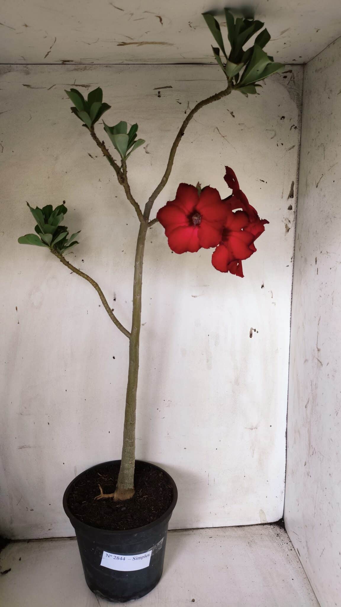 Planta Simples 2844  – 45cm – 03 anos
