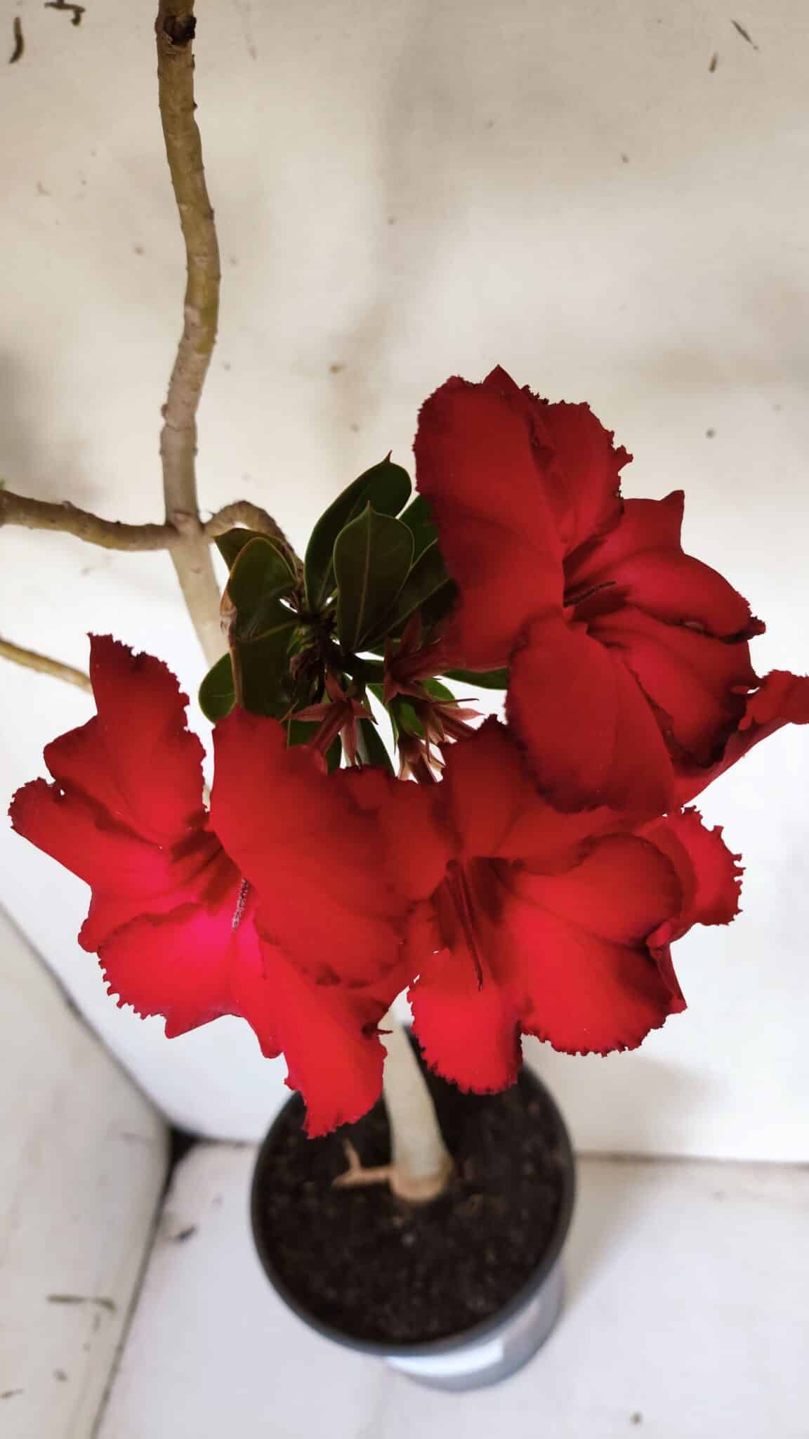 Planta Simples 2844  – 45cm – 03 anos