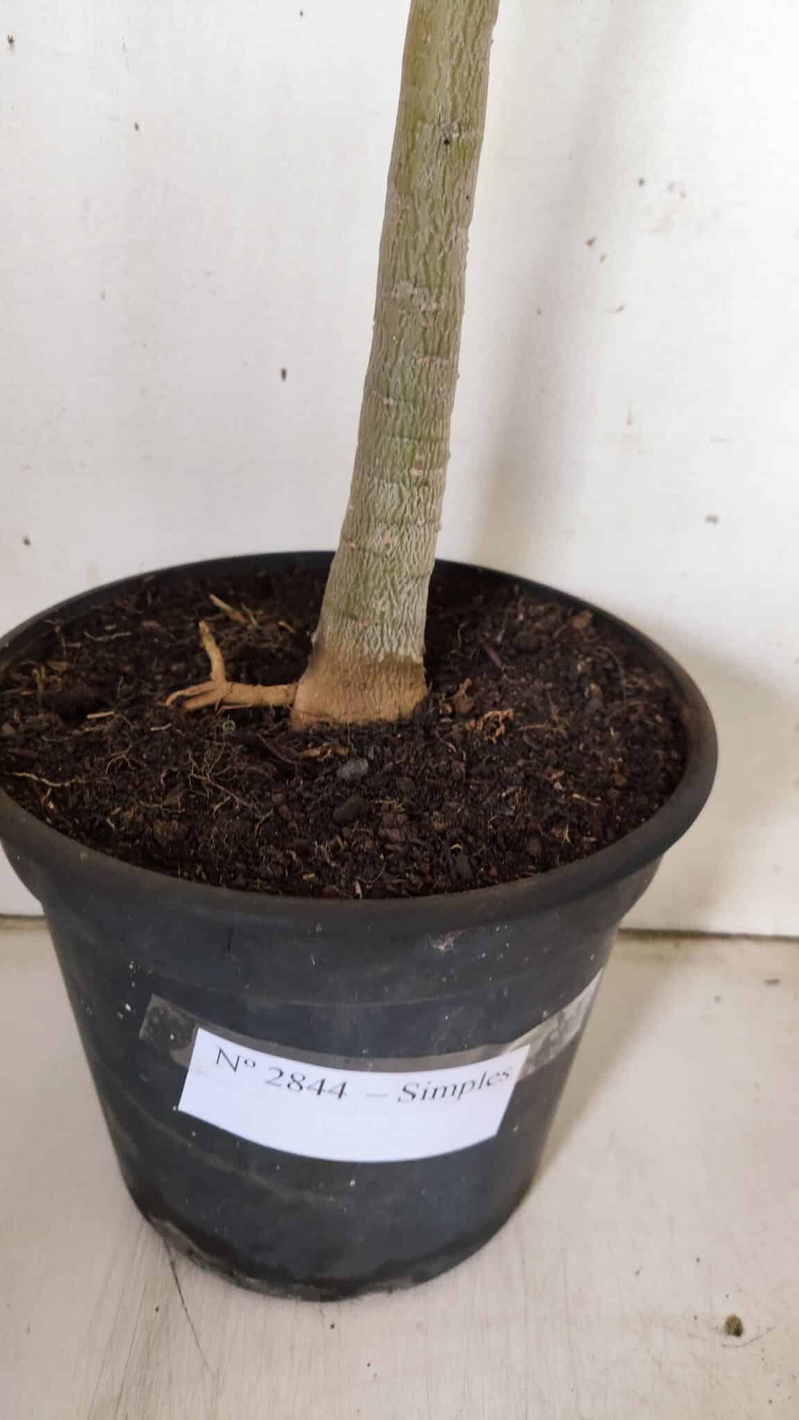 Planta Simples 2844  – 45cm – 03 anos