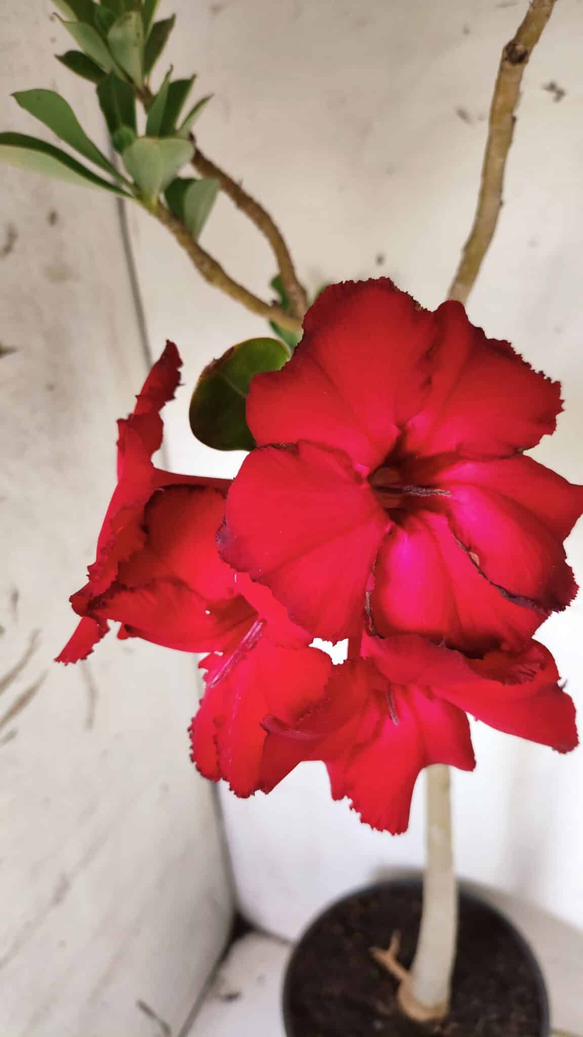 Planta Simples 2844  – 45cm – 03 anos