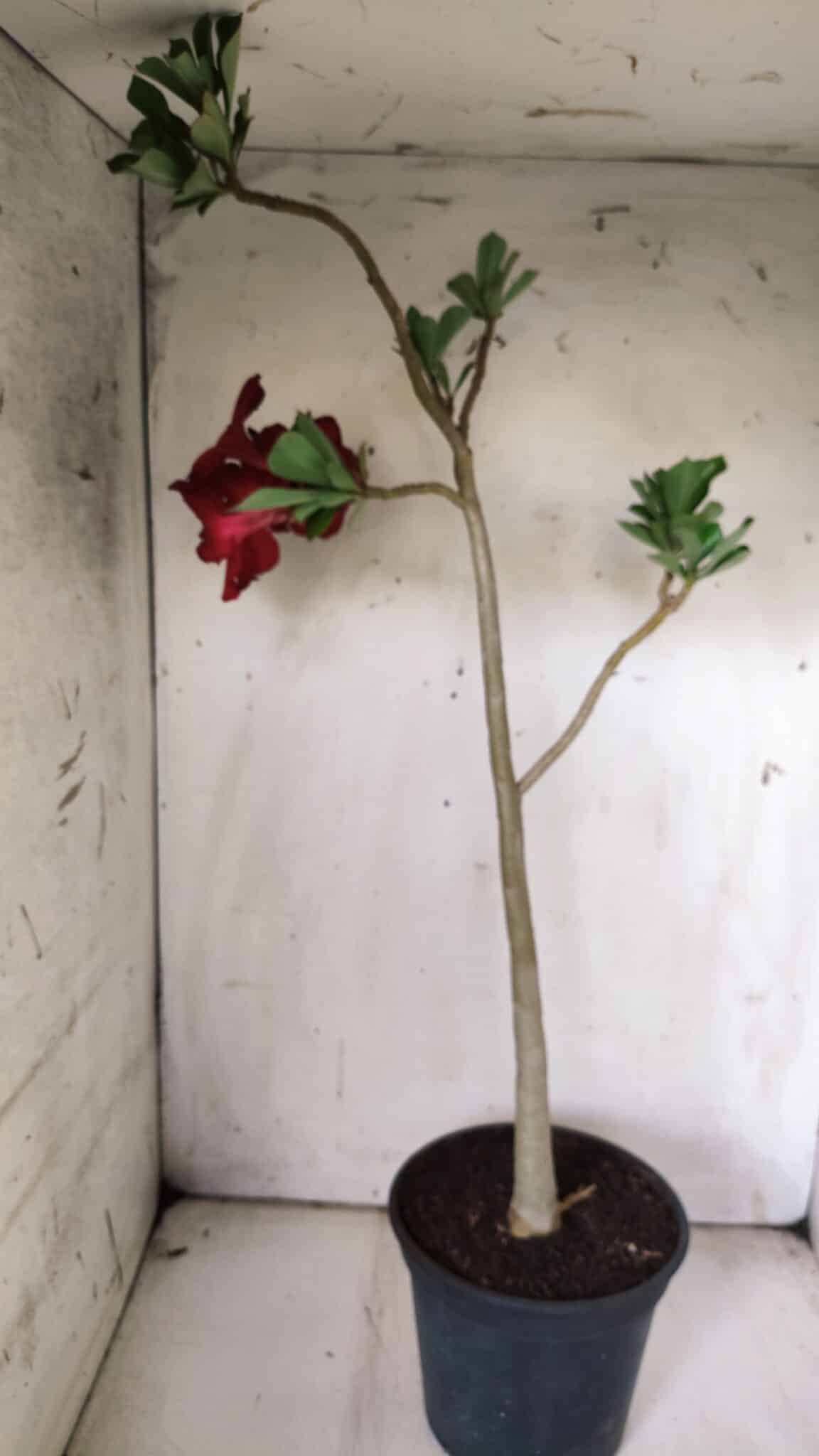 Planta Simples 2844  – 45cm – 03 anos