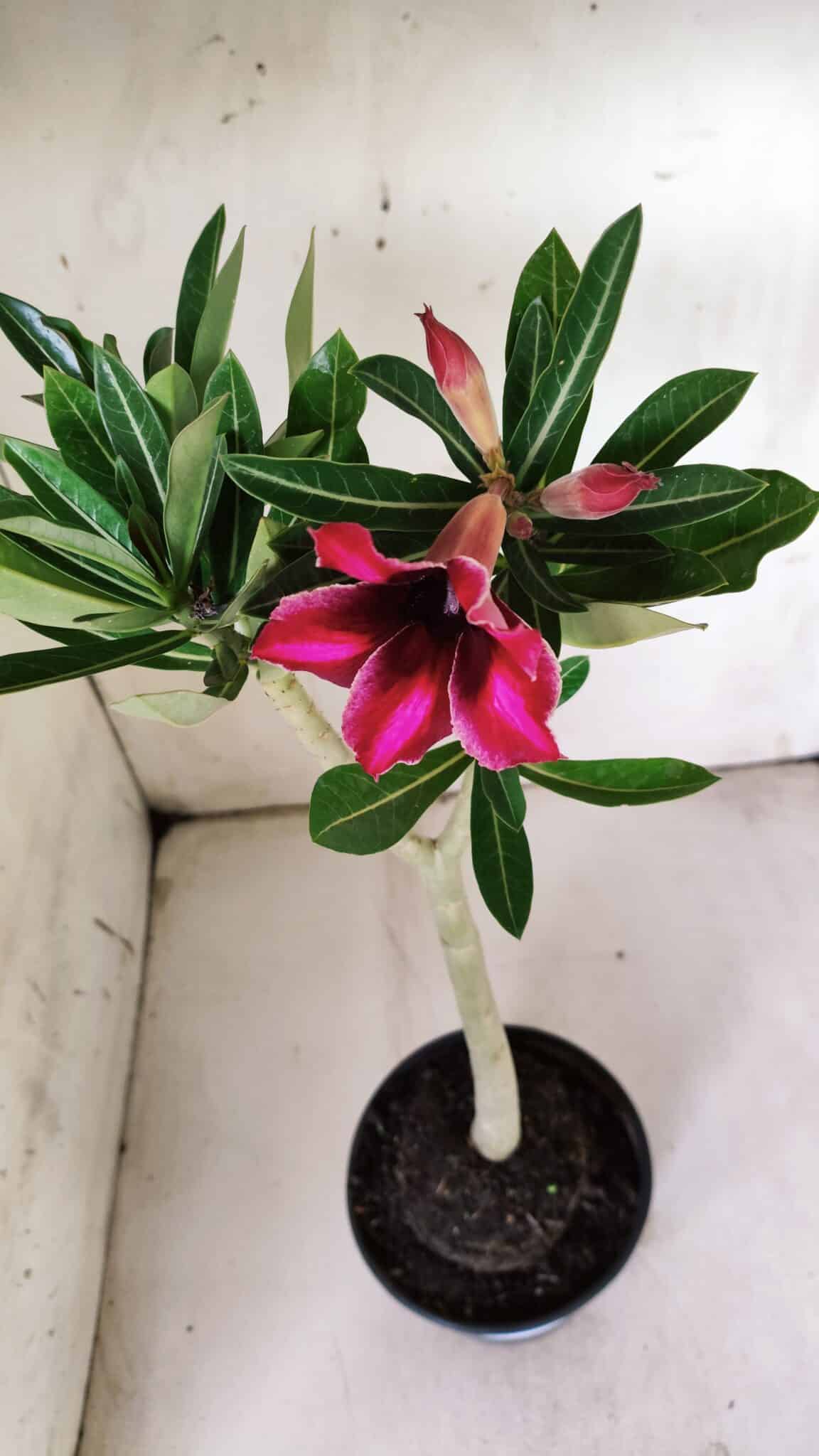 Planta Simples 2845  – 30cm – 03 anos