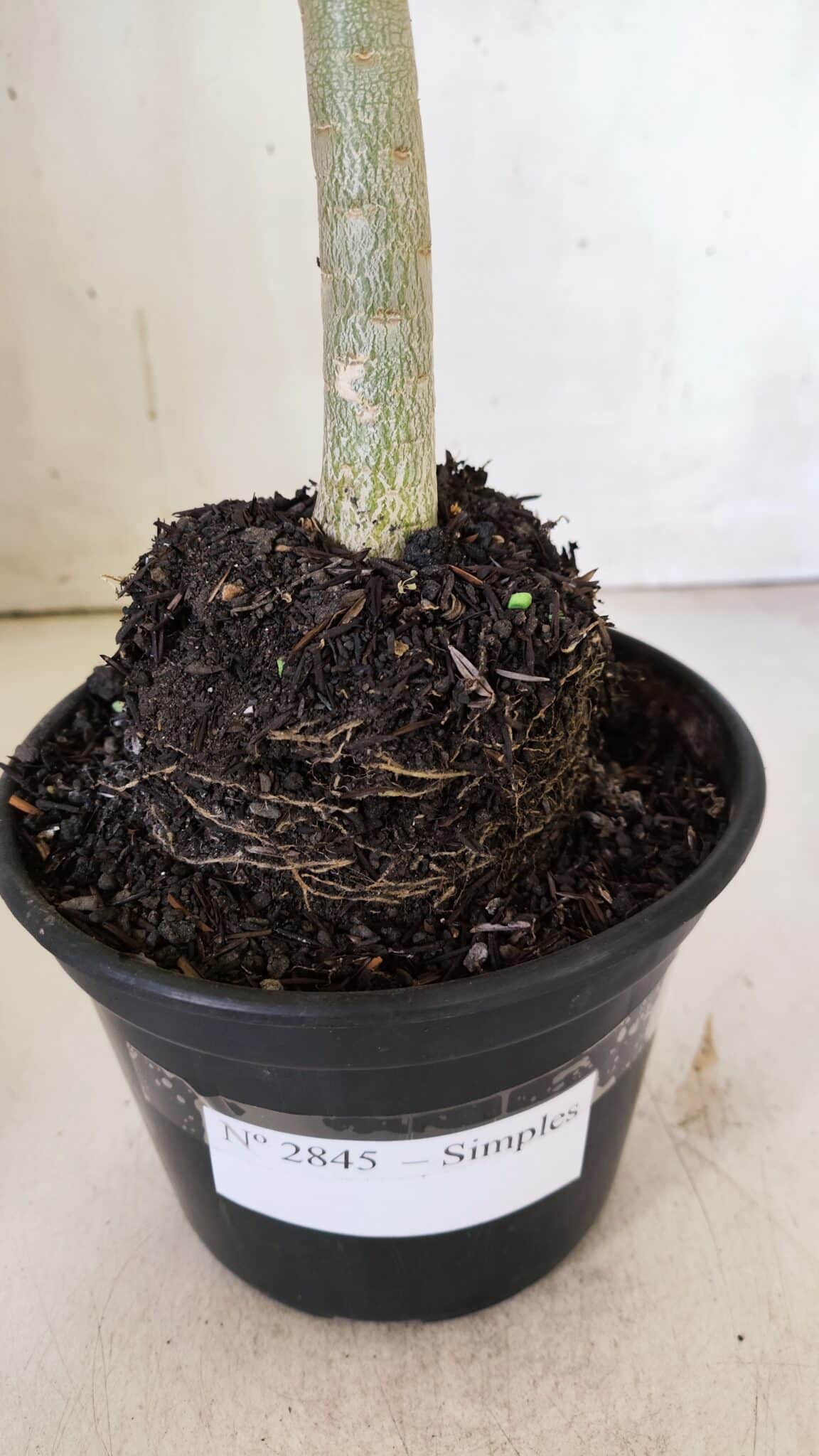 Planta Simples 2845  – 30cm – 03 anos