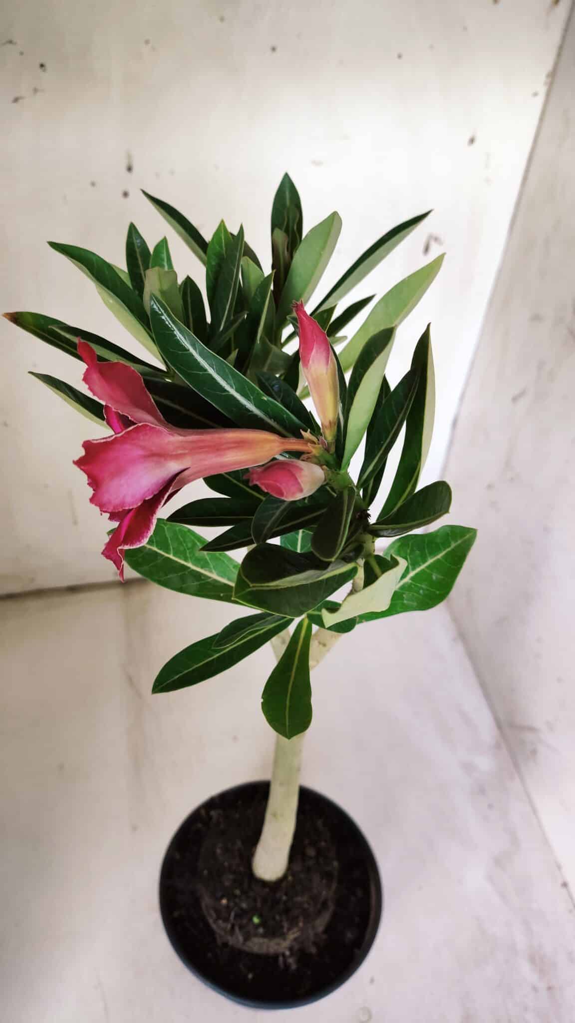 Planta Simples 2845  – 30cm – 03 anos