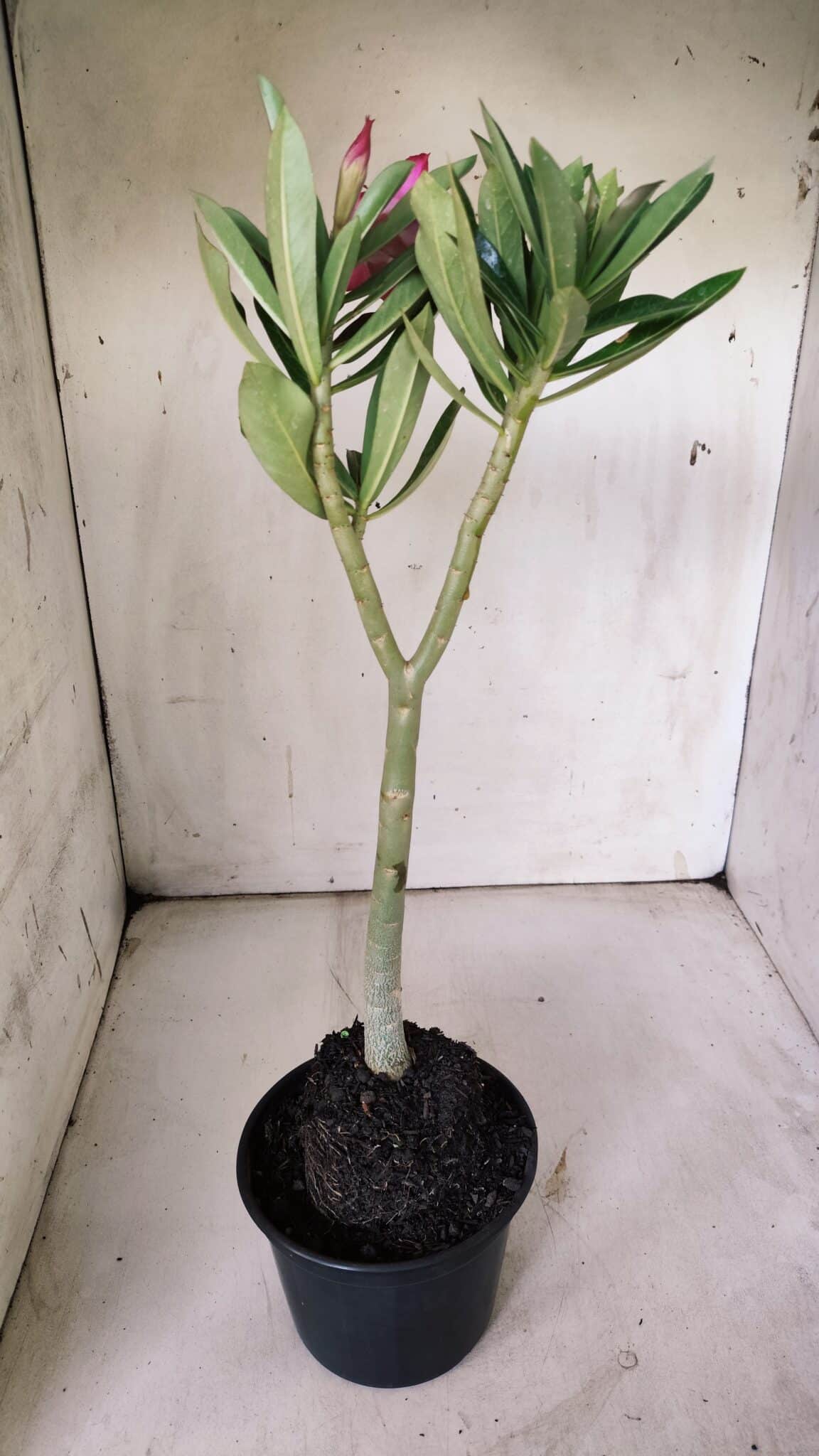 Planta Simples 2845  – 30cm – 03 anos