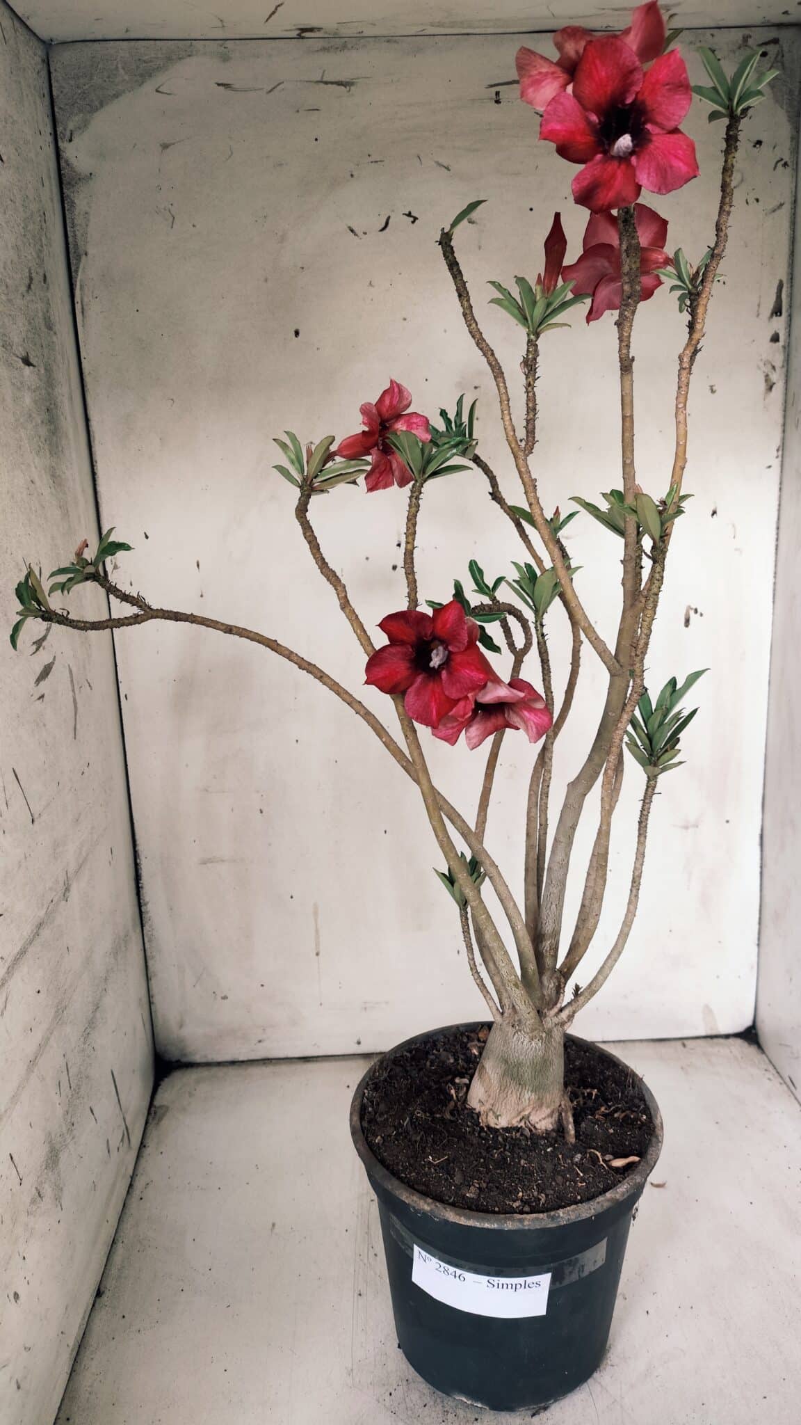 Planta Simples 2846  – 40cm – 04 anos