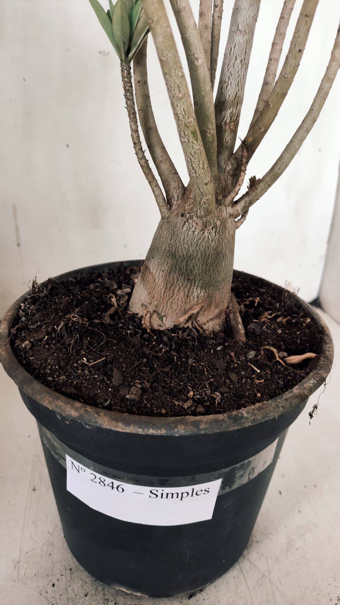 Planta Simples 2846  – 40cm – 04 anos