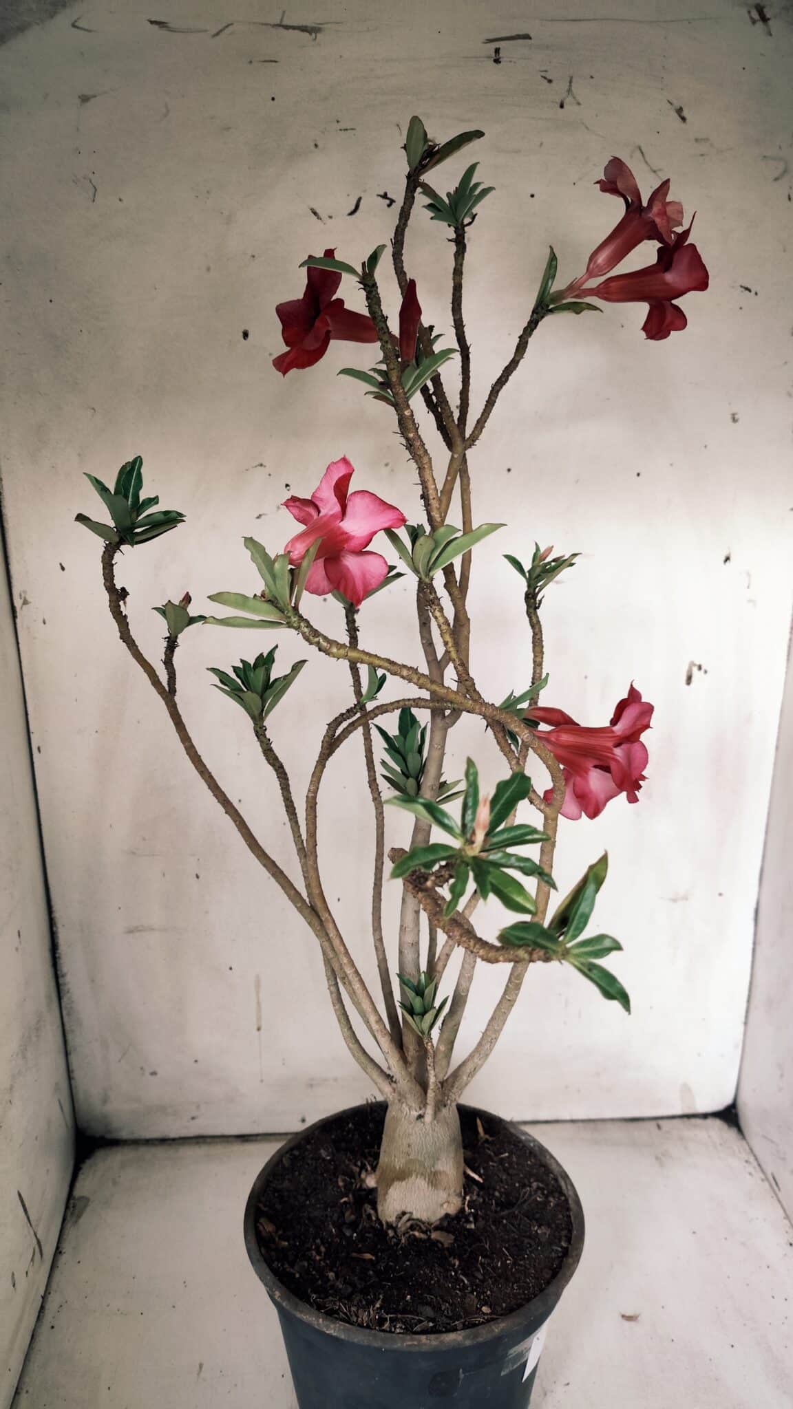Planta Simples 2846  – 40cm – 04 anos