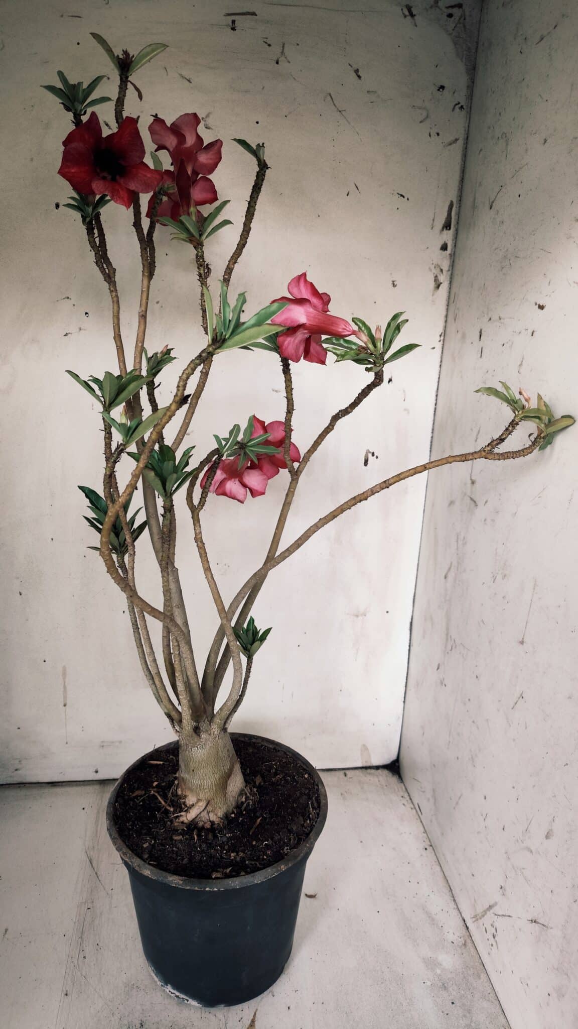 Planta Simples 2846  – 40cm – 04 anos