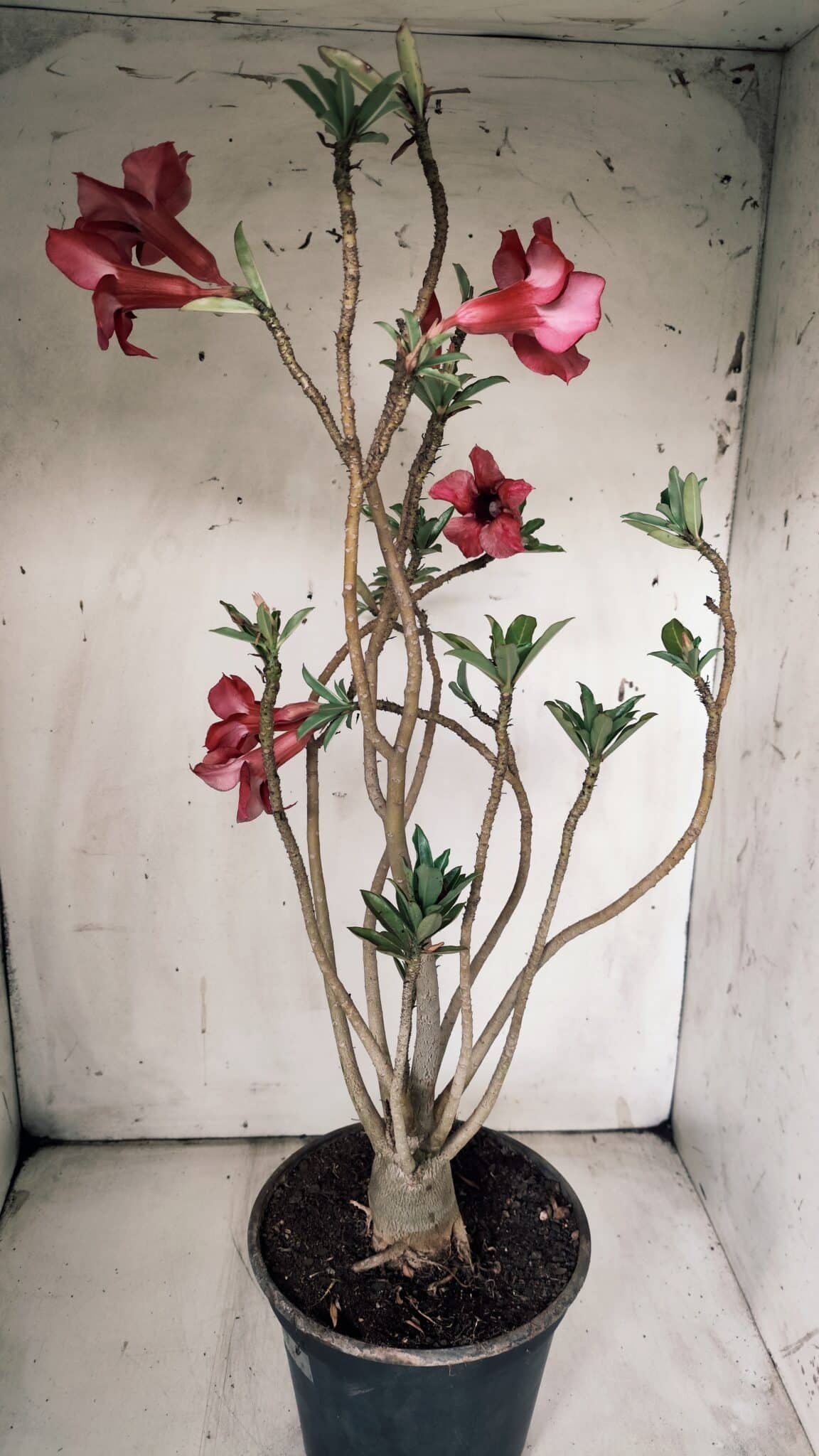 Planta Simples 2846  – 40cm – 04 anos