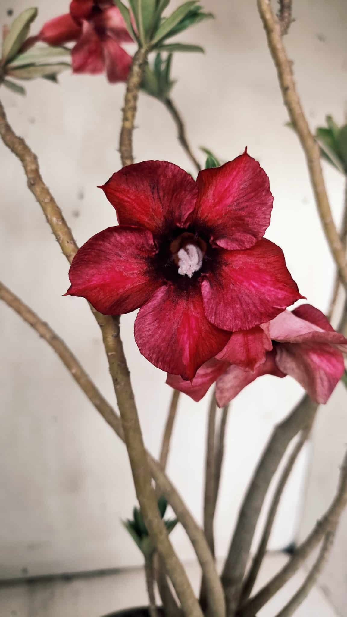 Planta Simples 2846  – 40cm – 04 anos
