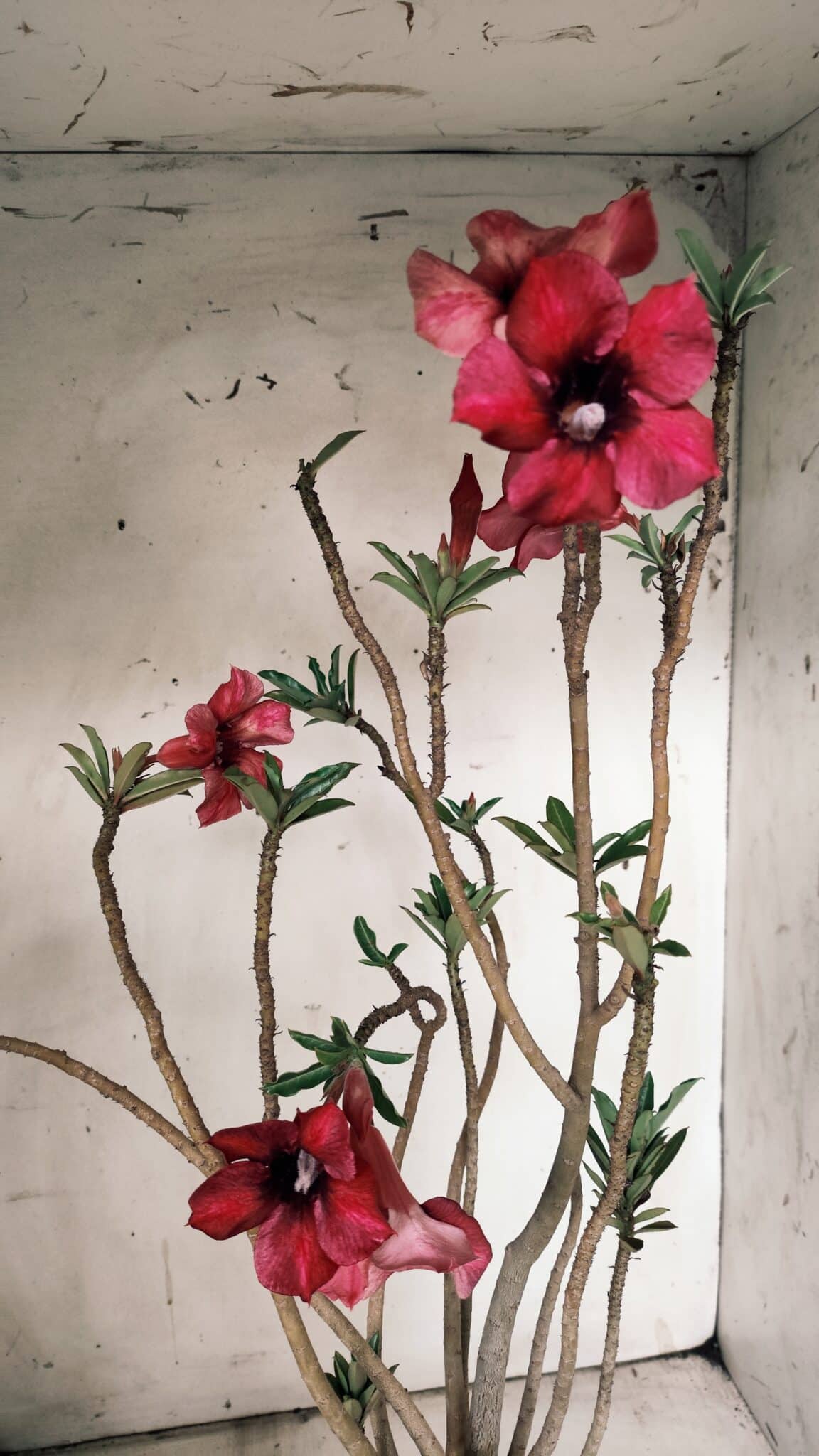 Planta Simples 2846  – 40cm – 04 anos