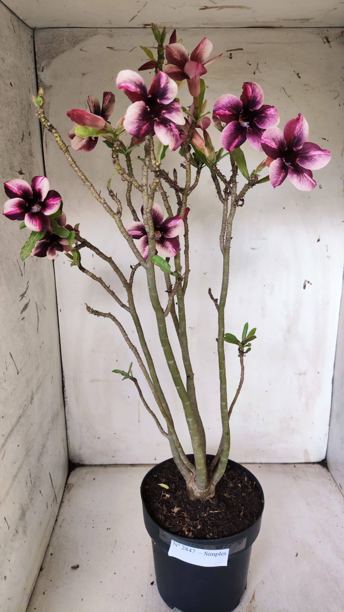 Planta Simples 2847  – 40cm – 04 anos