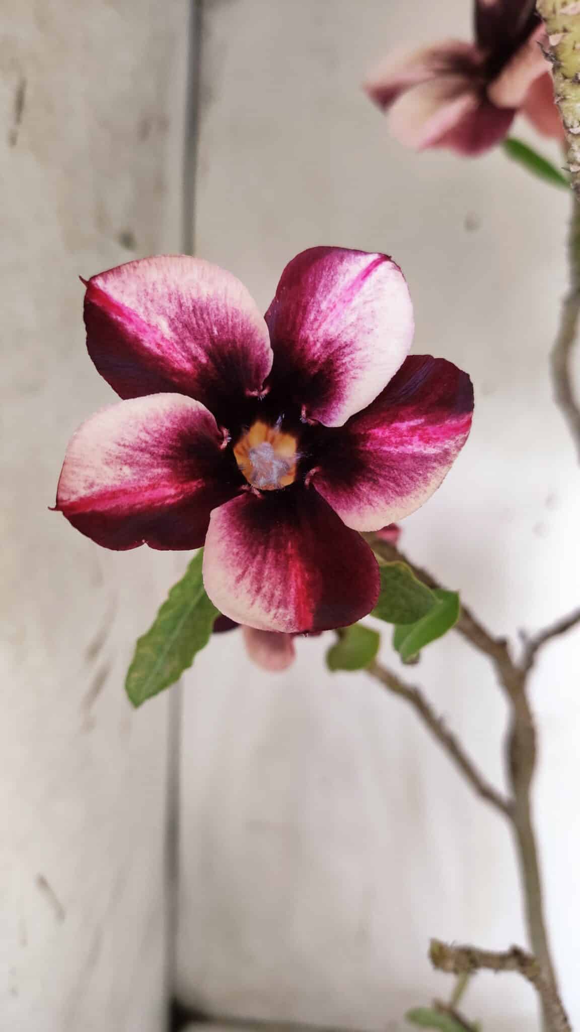 Planta Simples 2847  – 40cm – 04 anos