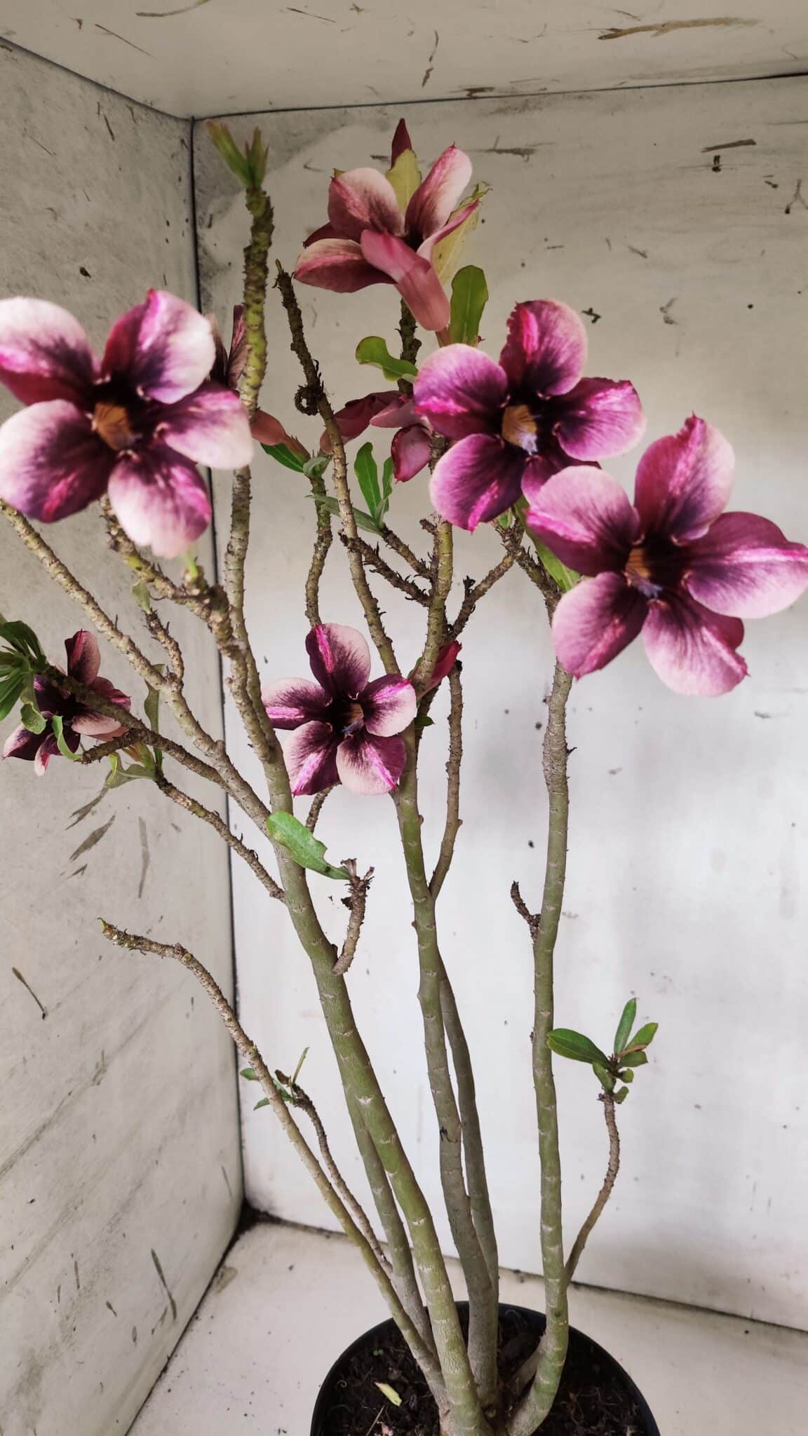 Planta Simples 2847  – 40cm – 04 anos