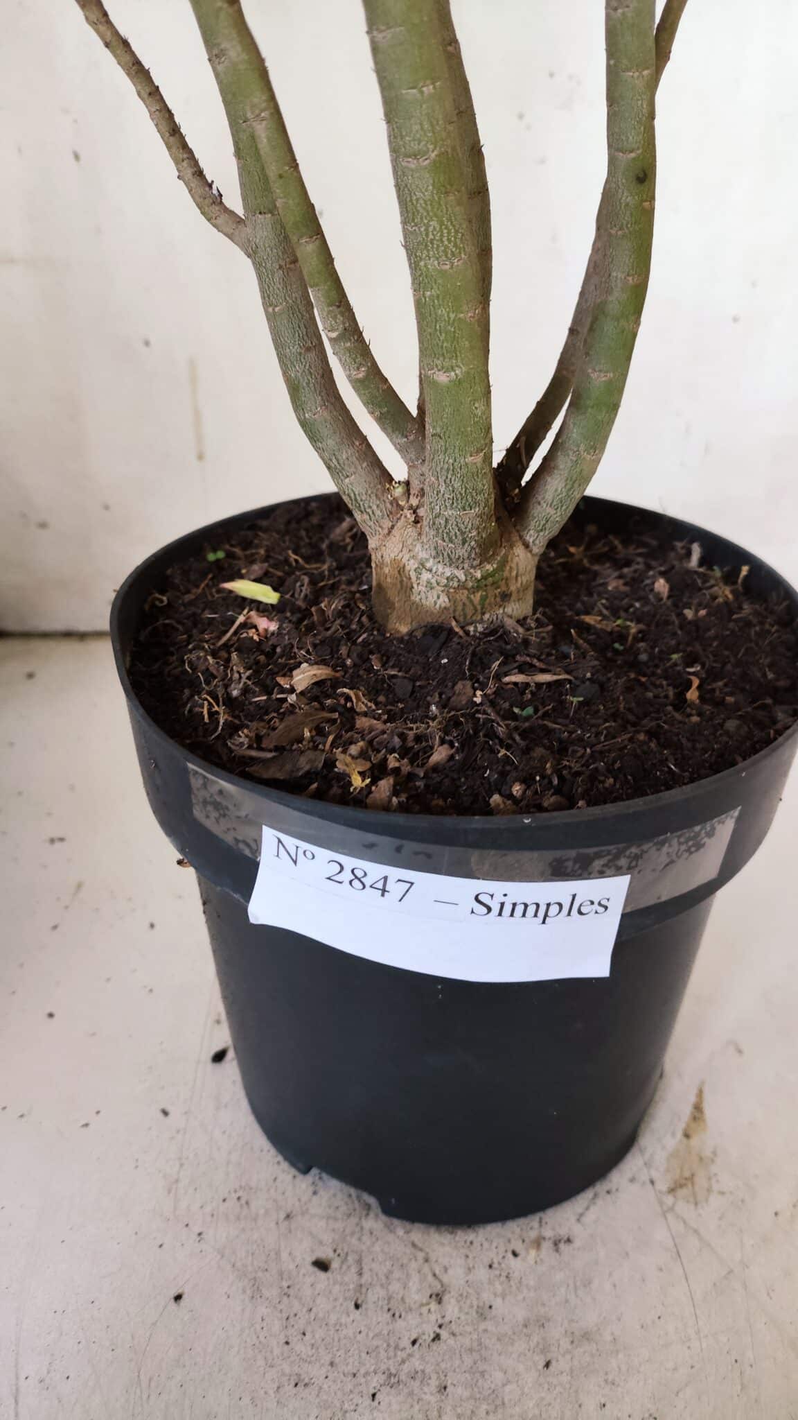 Planta Simples 2847  – 40cm – 04 anos