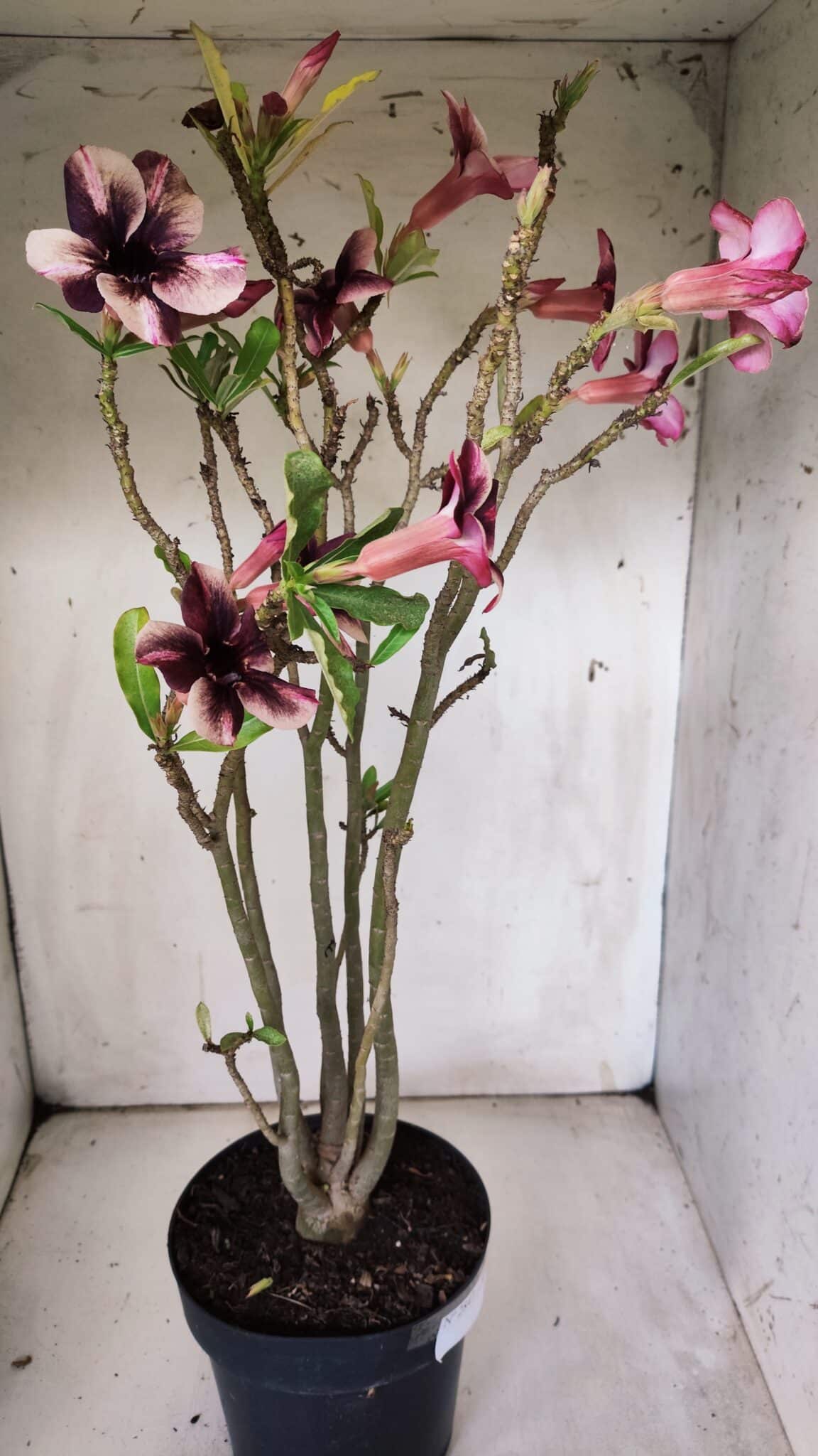 Planta Simples 2847  – 40cm – 04 anos