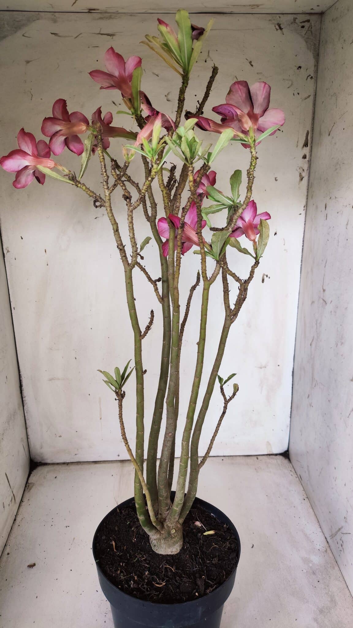 Planta Simples 2847  – 40cm – 04 anos