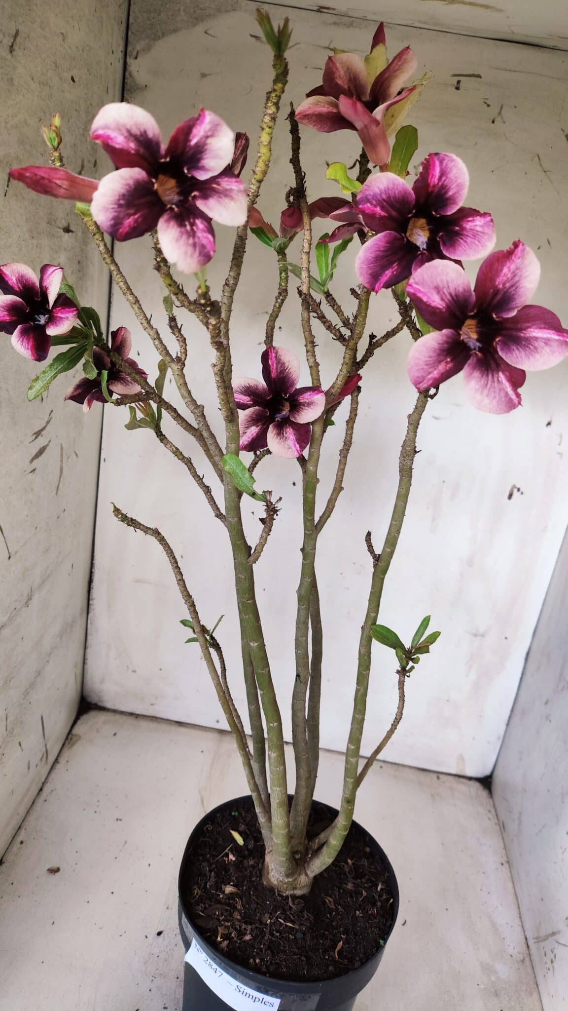 Planta Simples 2847  – 40cm – 04 anos