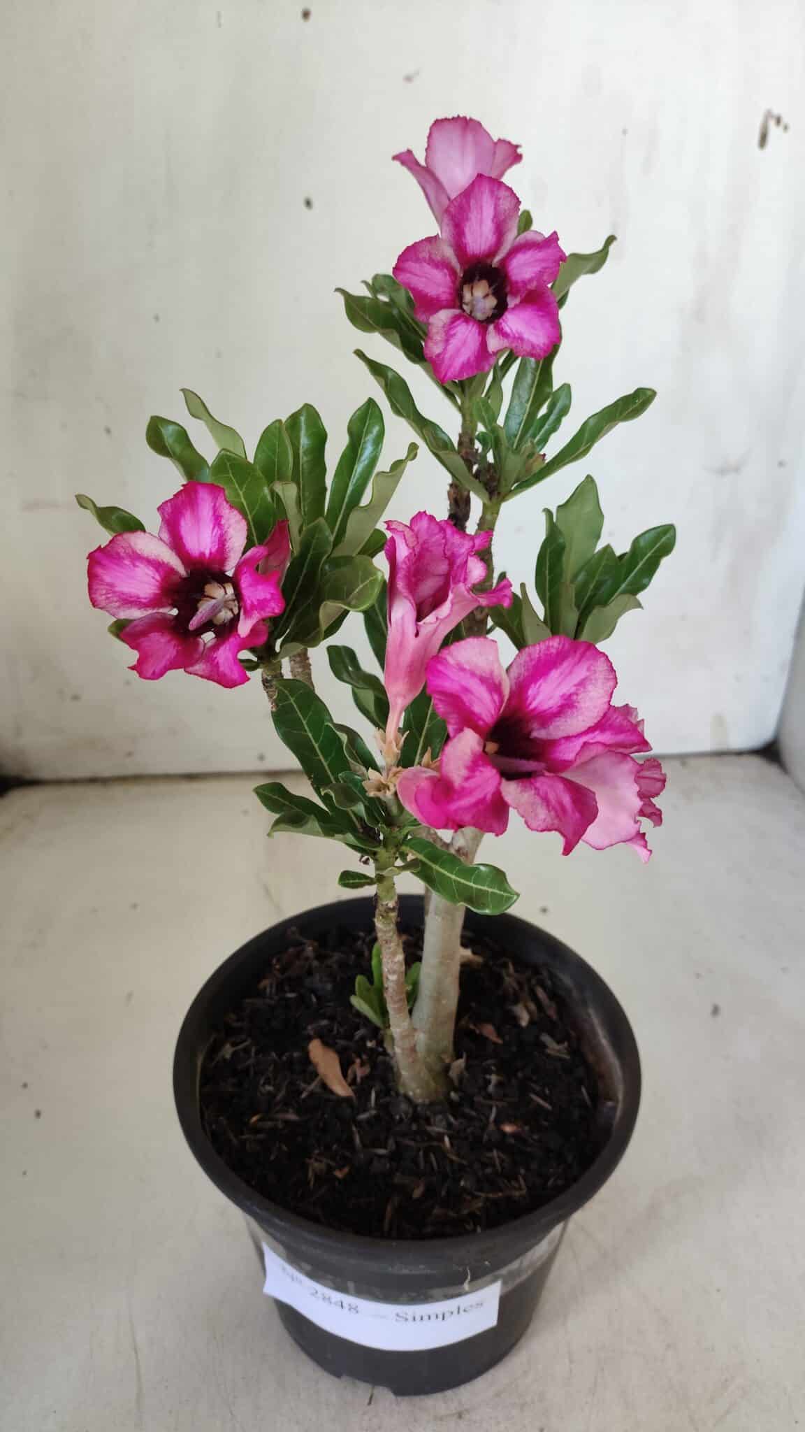 Planta Simples 2848  – 30cm – 02 anos