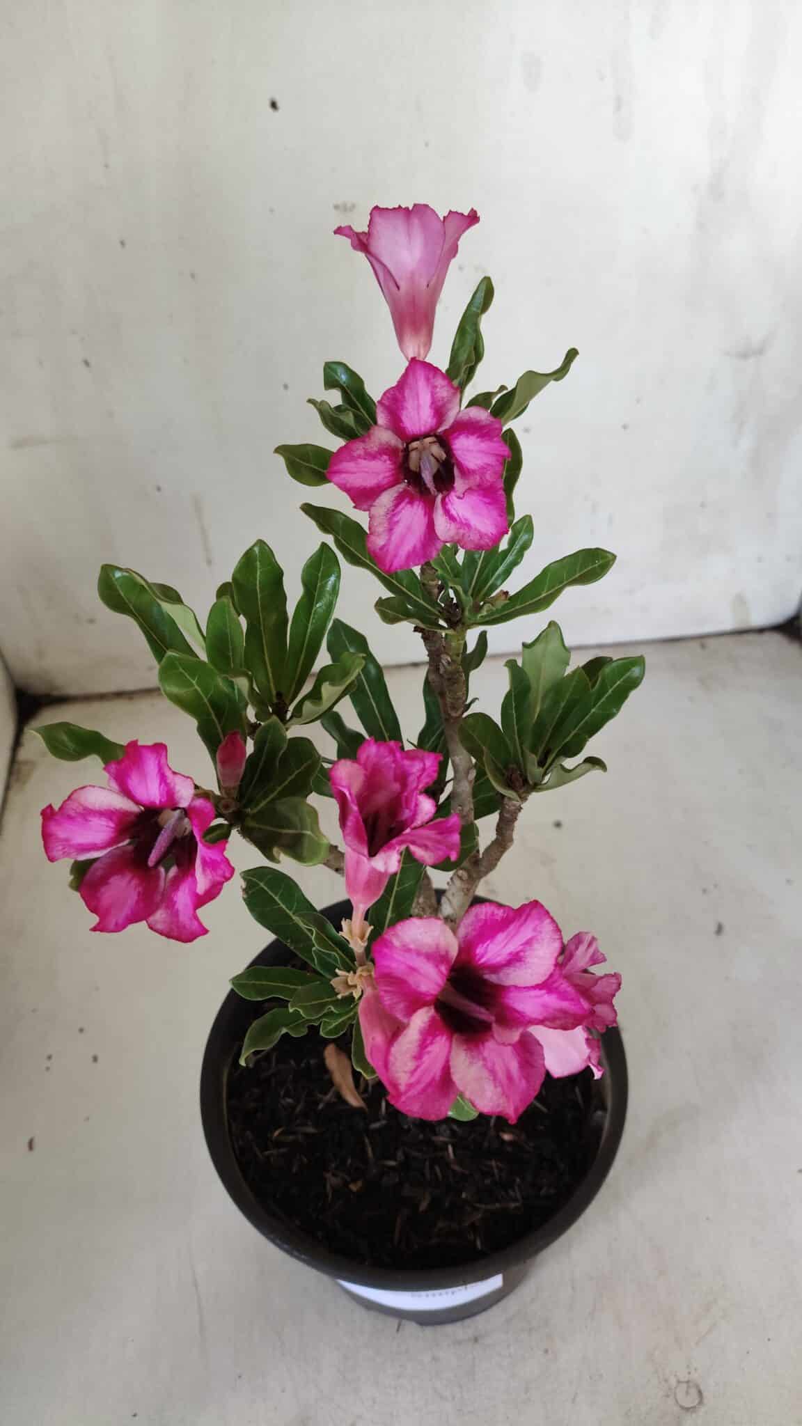 Planta Simples 2848  – 30cm – 02 anos