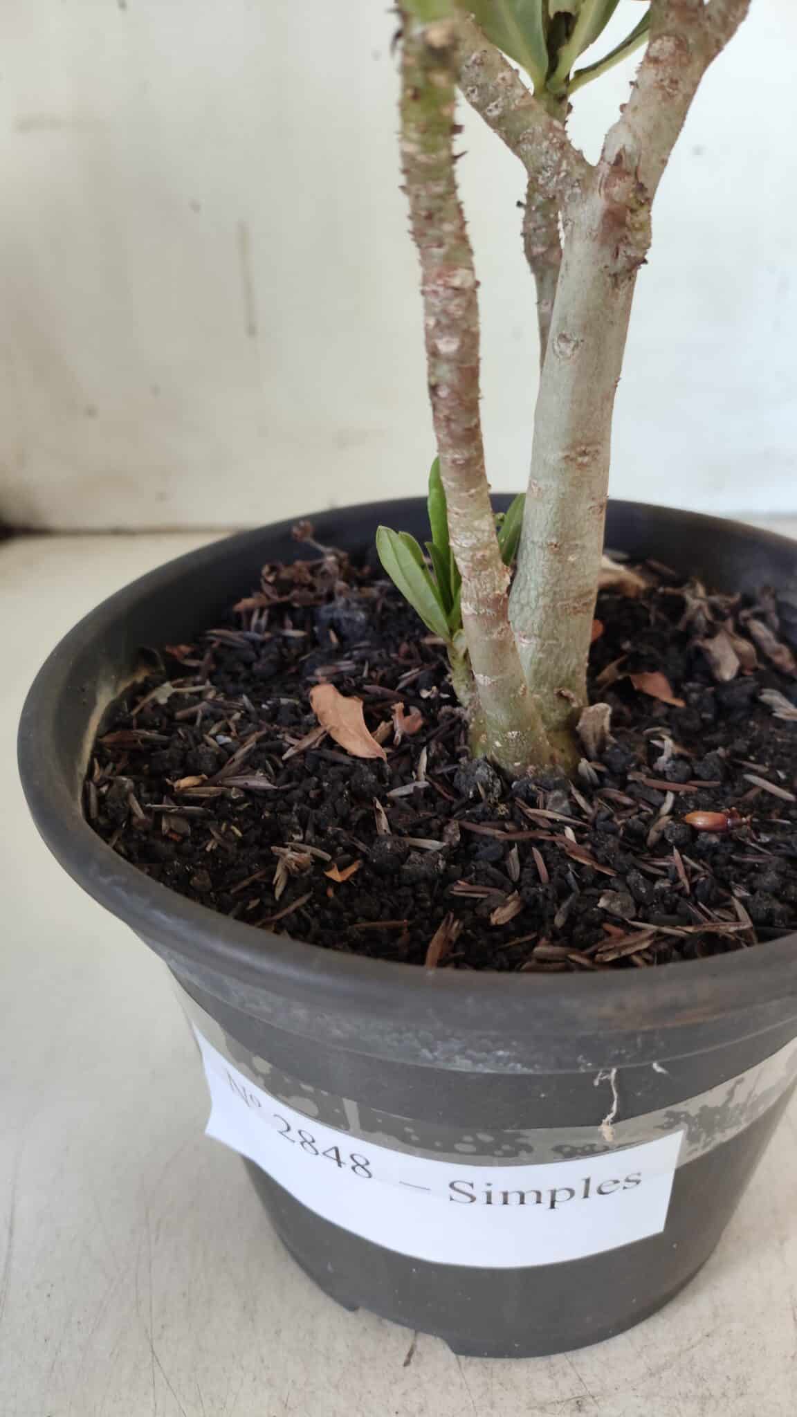 Planta Simples 2848  – 30cm – 02 anos