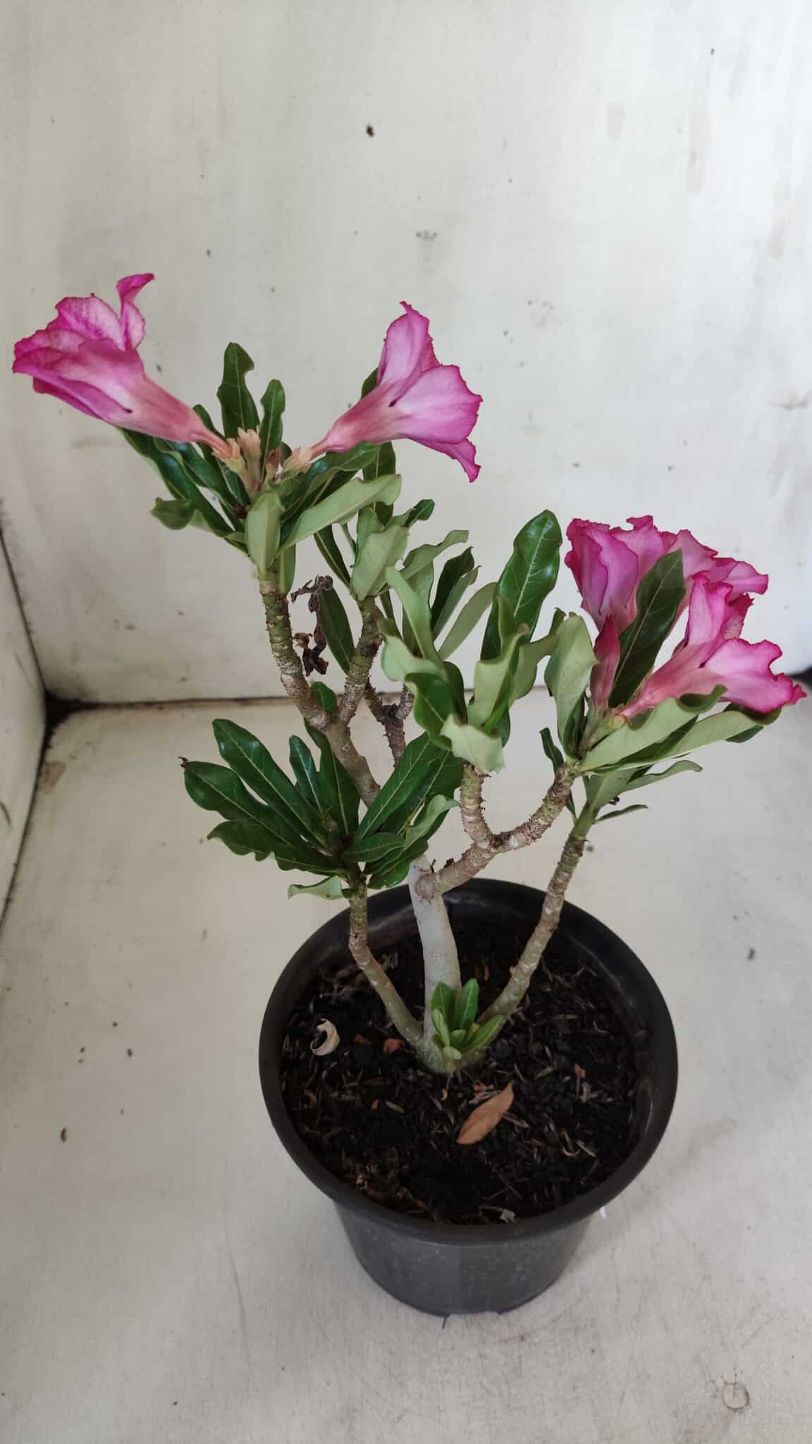 Planta Simples 2848  – 30cm – 02 anos
