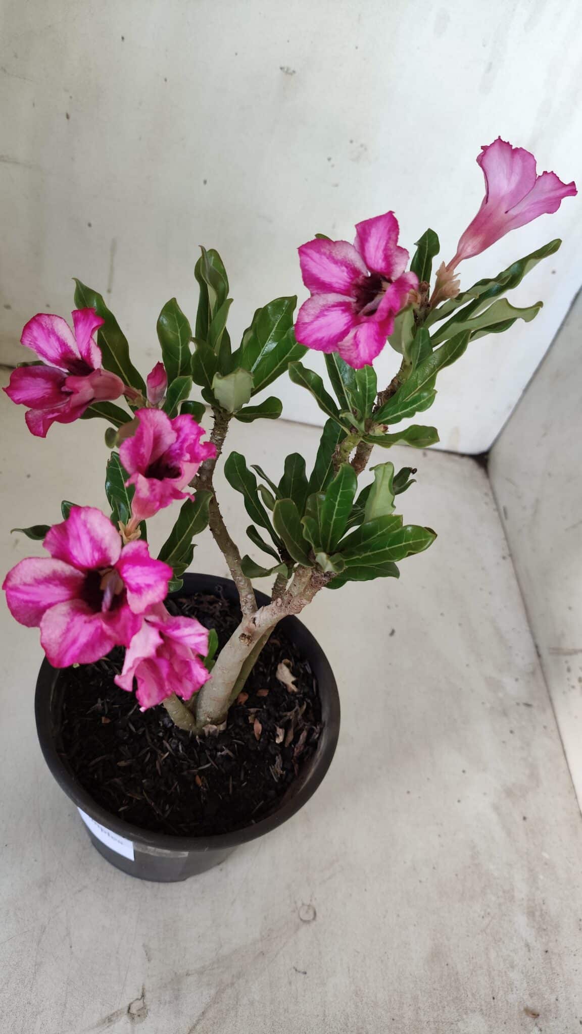 Planta Simples 2848  – 30cm – 02 anos