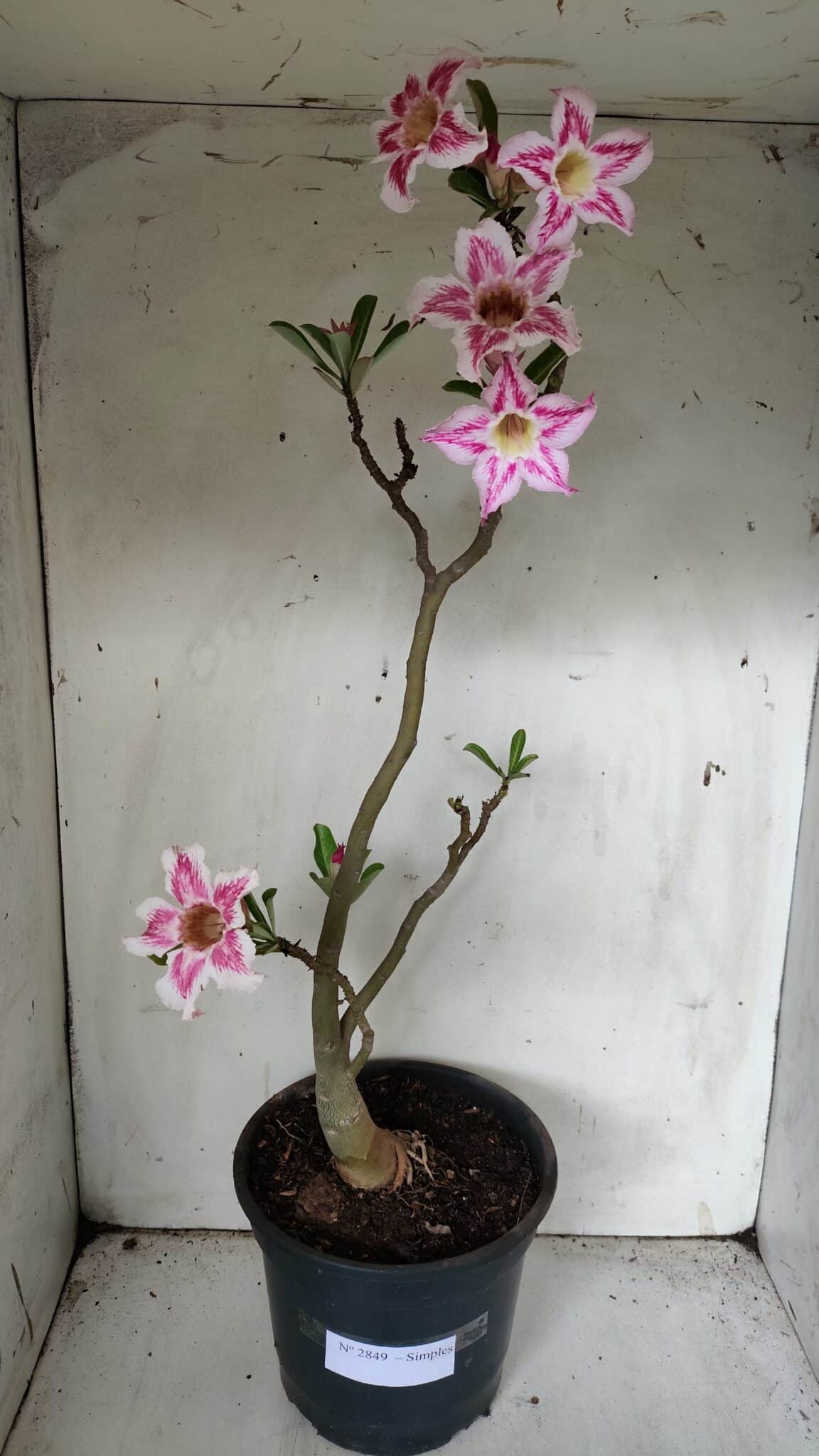 Planta Simples 2849  – 50cm – 03 anos