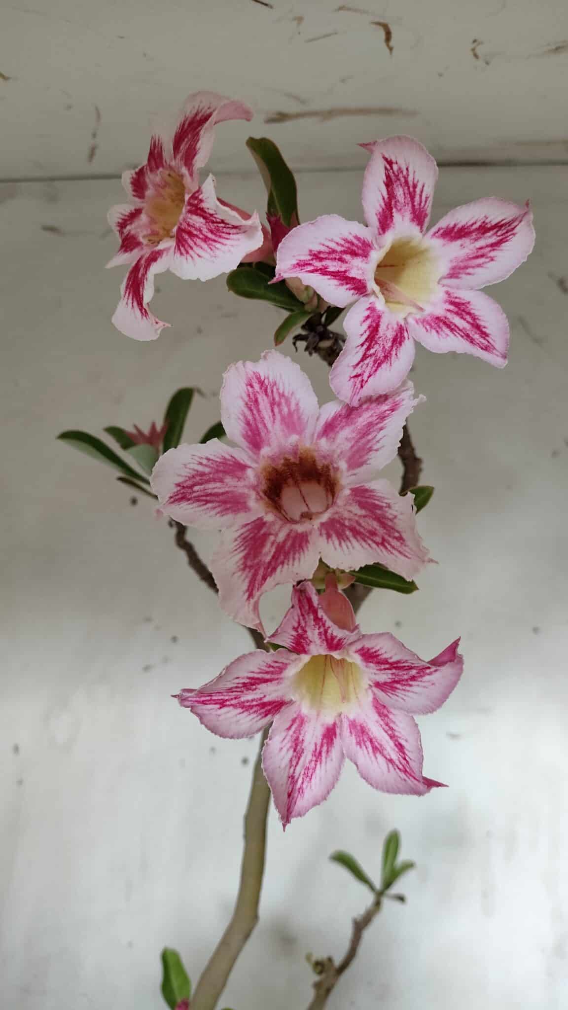Planta Simples 2849  – 50cm – 03 anos