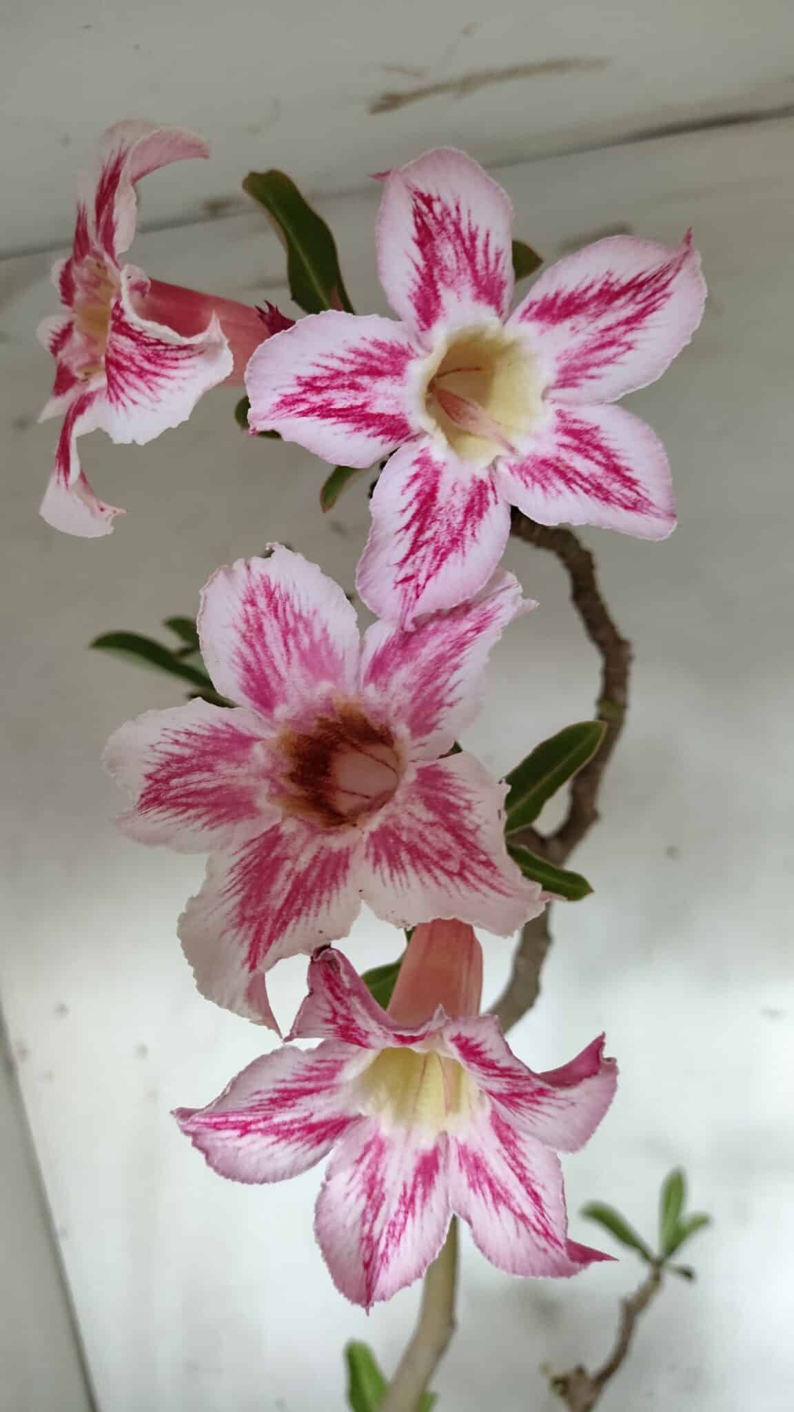 Planta Simples 2849  – 50cm – 03 anos