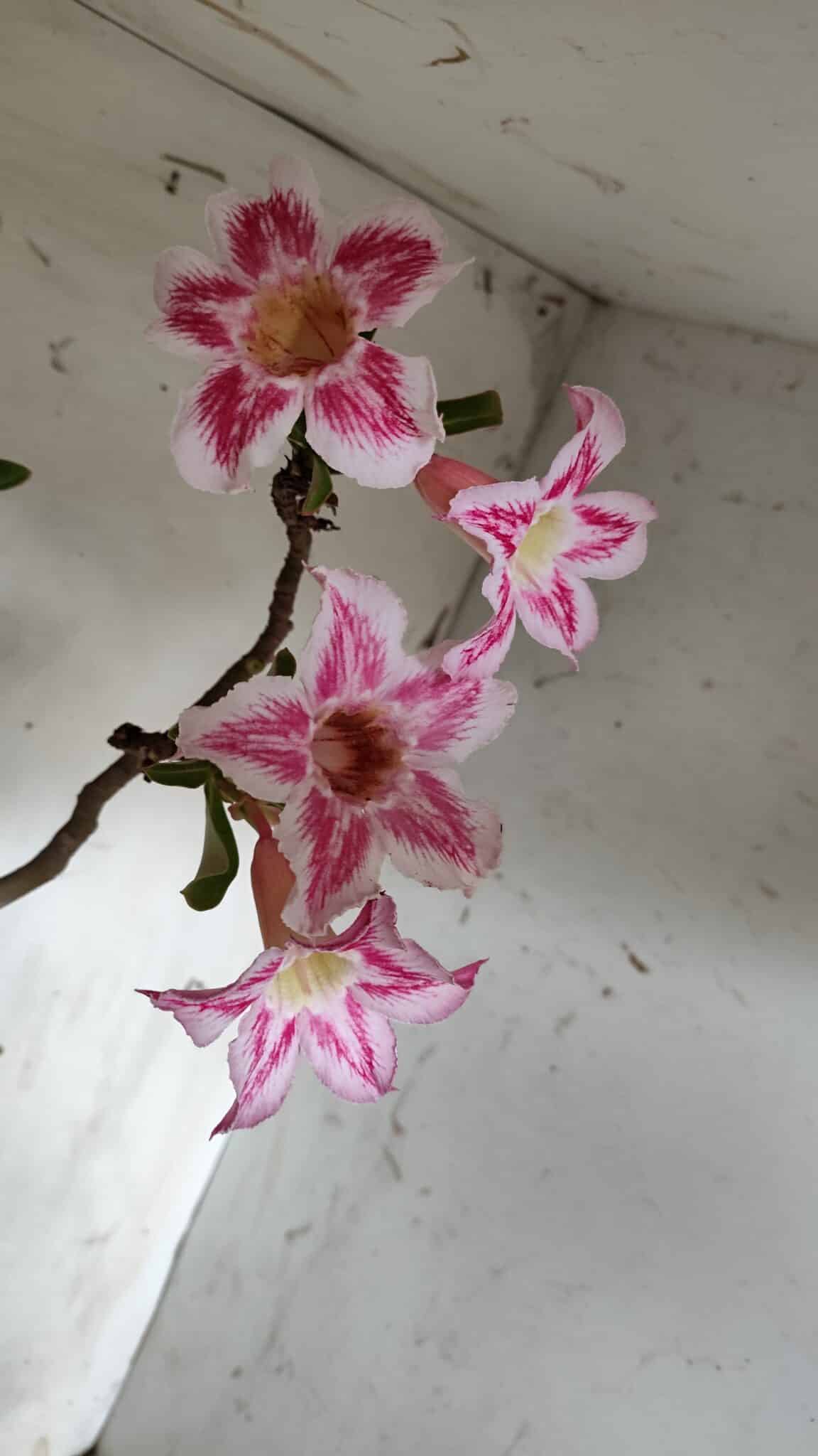 Planta Simples 2849  – 50cm – 03 anos