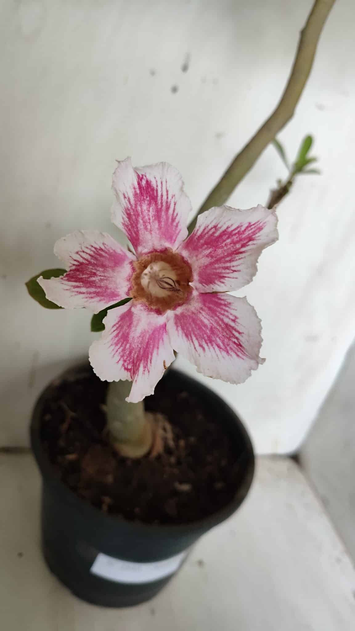Planta Simples 2849  – 50cm – 03 anos