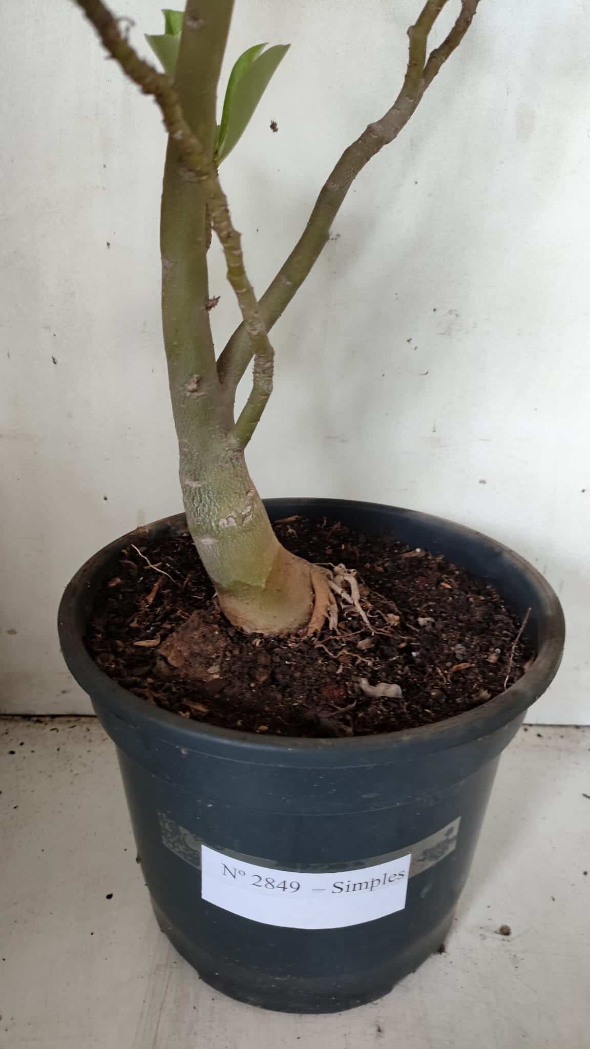 Planta Simples 2849  – 50cm – 03 anos