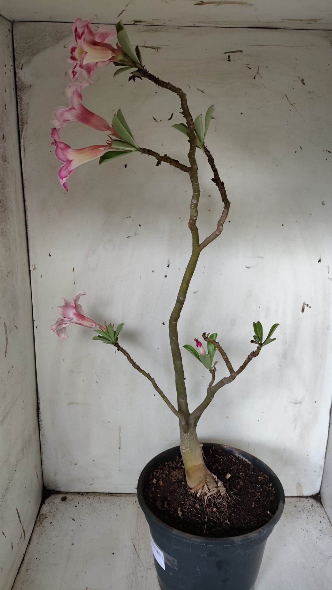 Planta Simples 2849  – 50cm – 03 anos