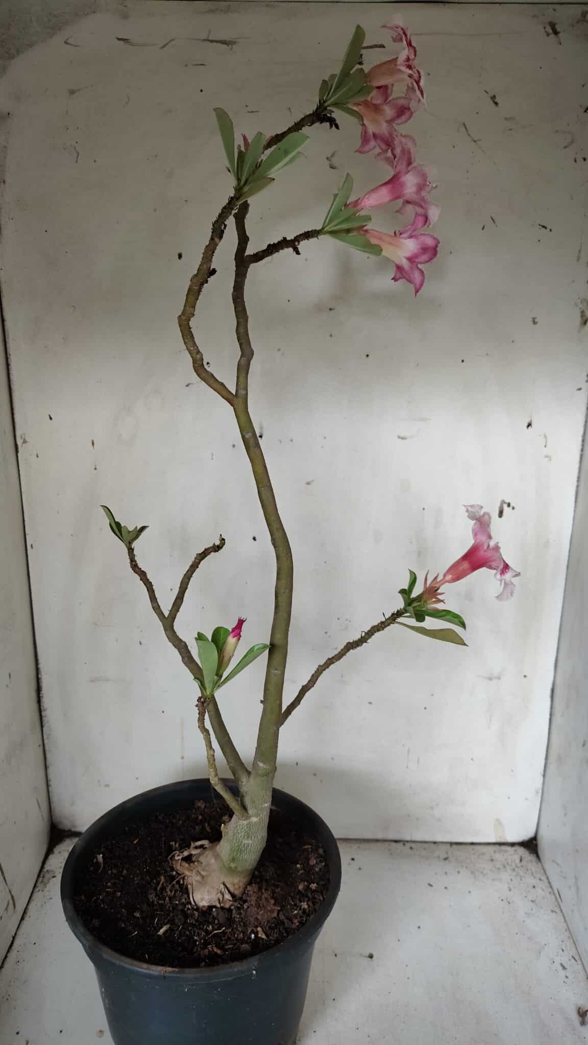 Planta Simples 2849  – 50cm – 03 anos