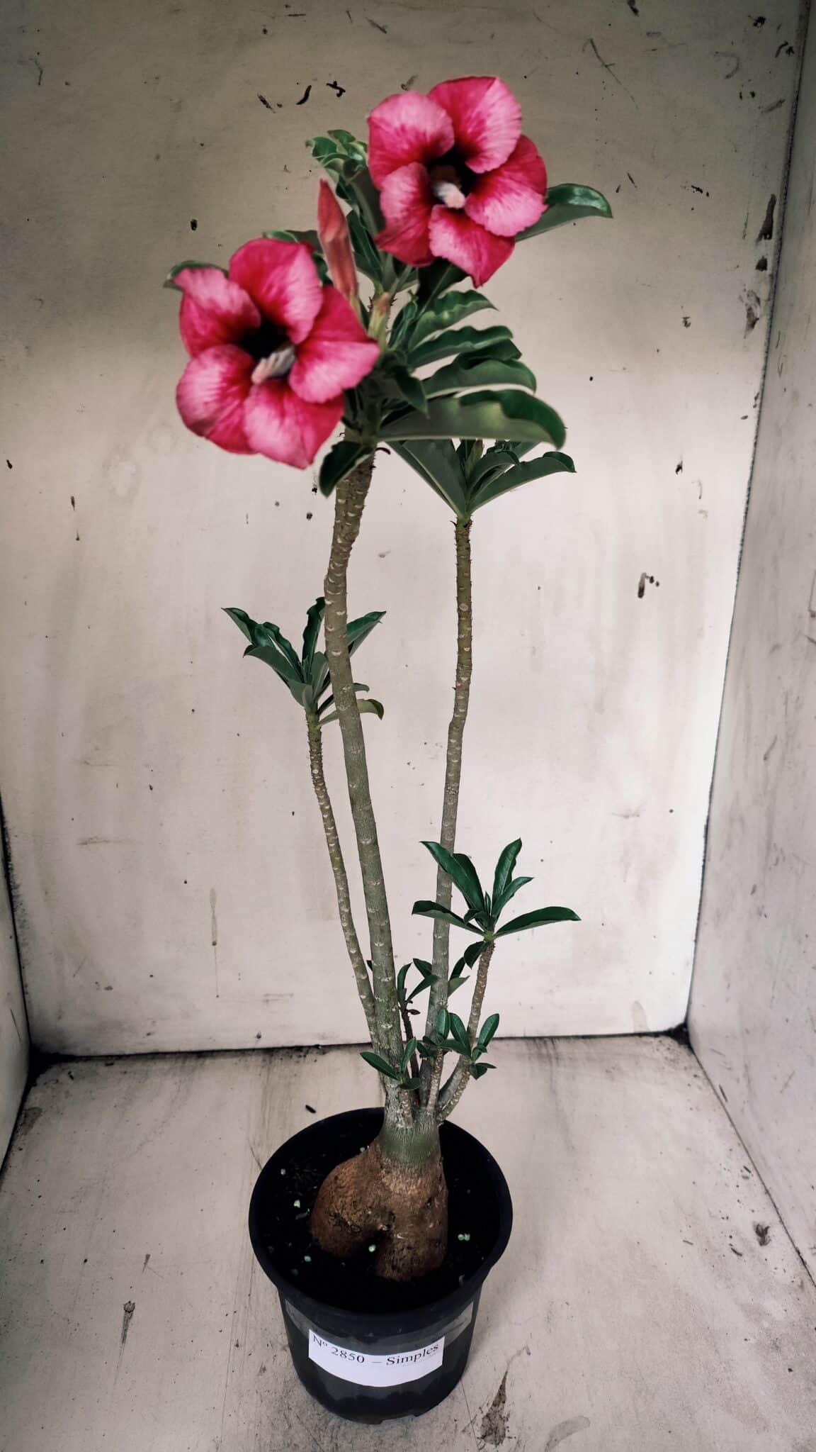 Planta Simples 2850  – 40cm – 03 anos