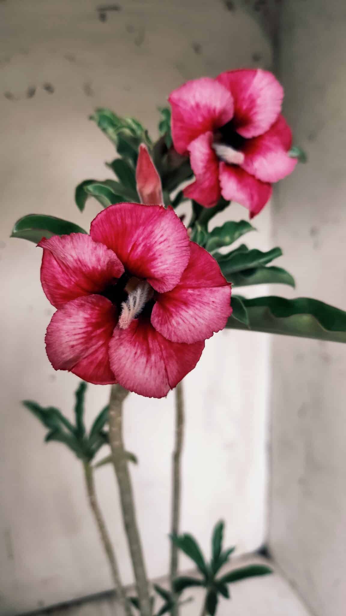 Planta Simples 2850  – 40cm – 03 anos